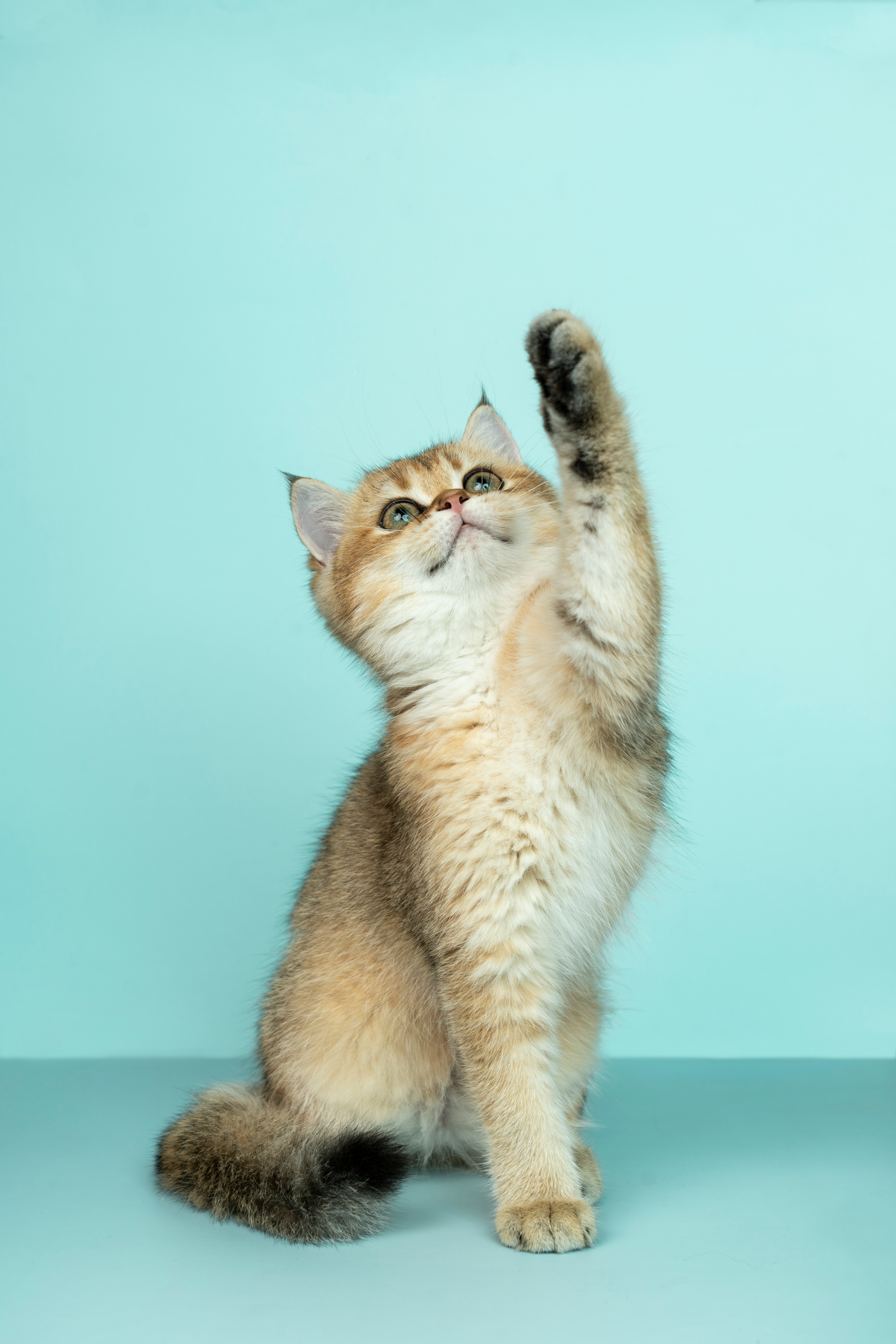 British Shorthair cucciolo che gioca — carattere e cura della razza