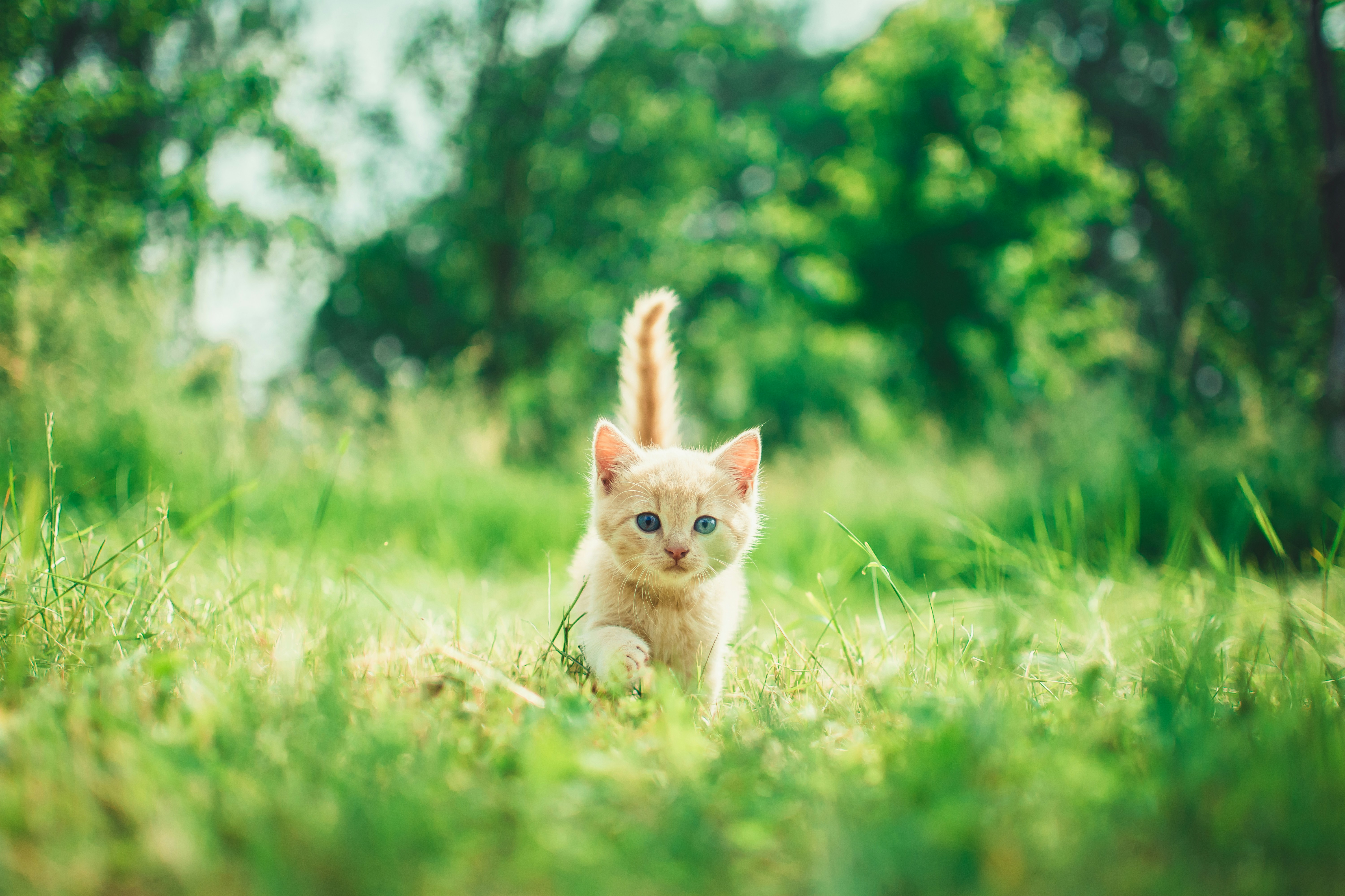 Cucciolo di gatto arancione tra l'erba verde