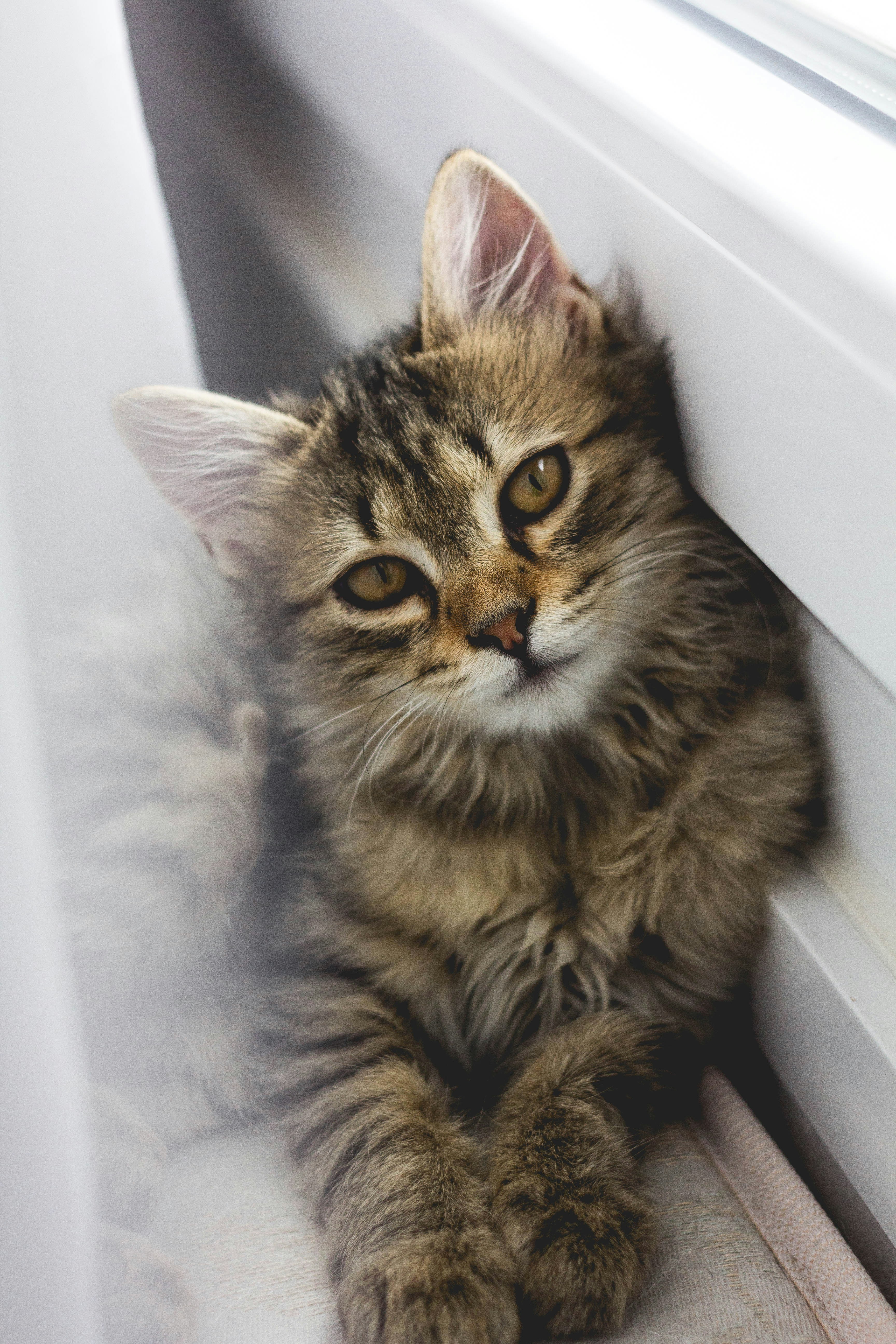 Cucciolo soriano a pelo lungo sul davanzale di una finestra — cura del pelo lungo del gatto