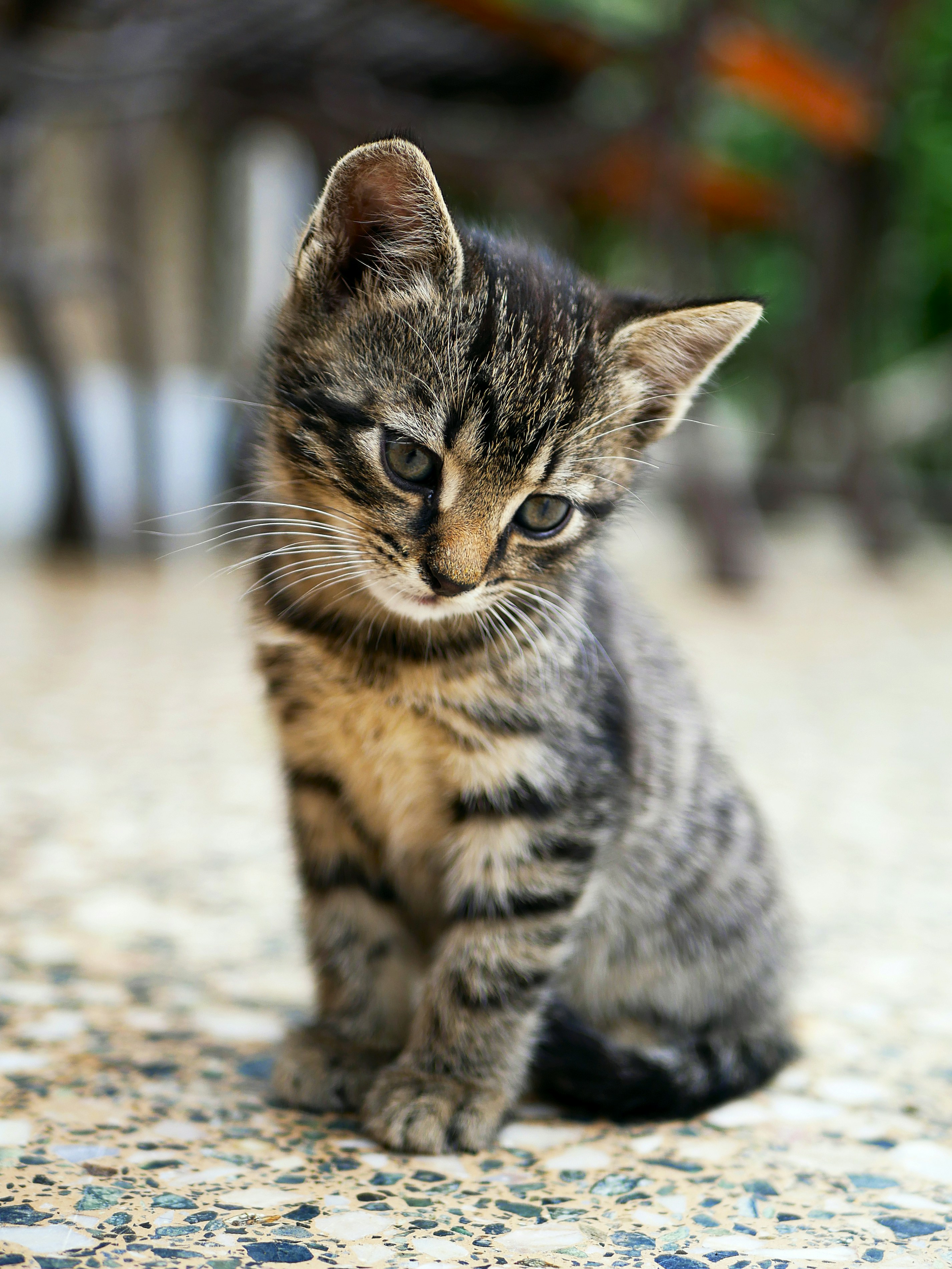 Cucciolo di gatto soriano sul selciato