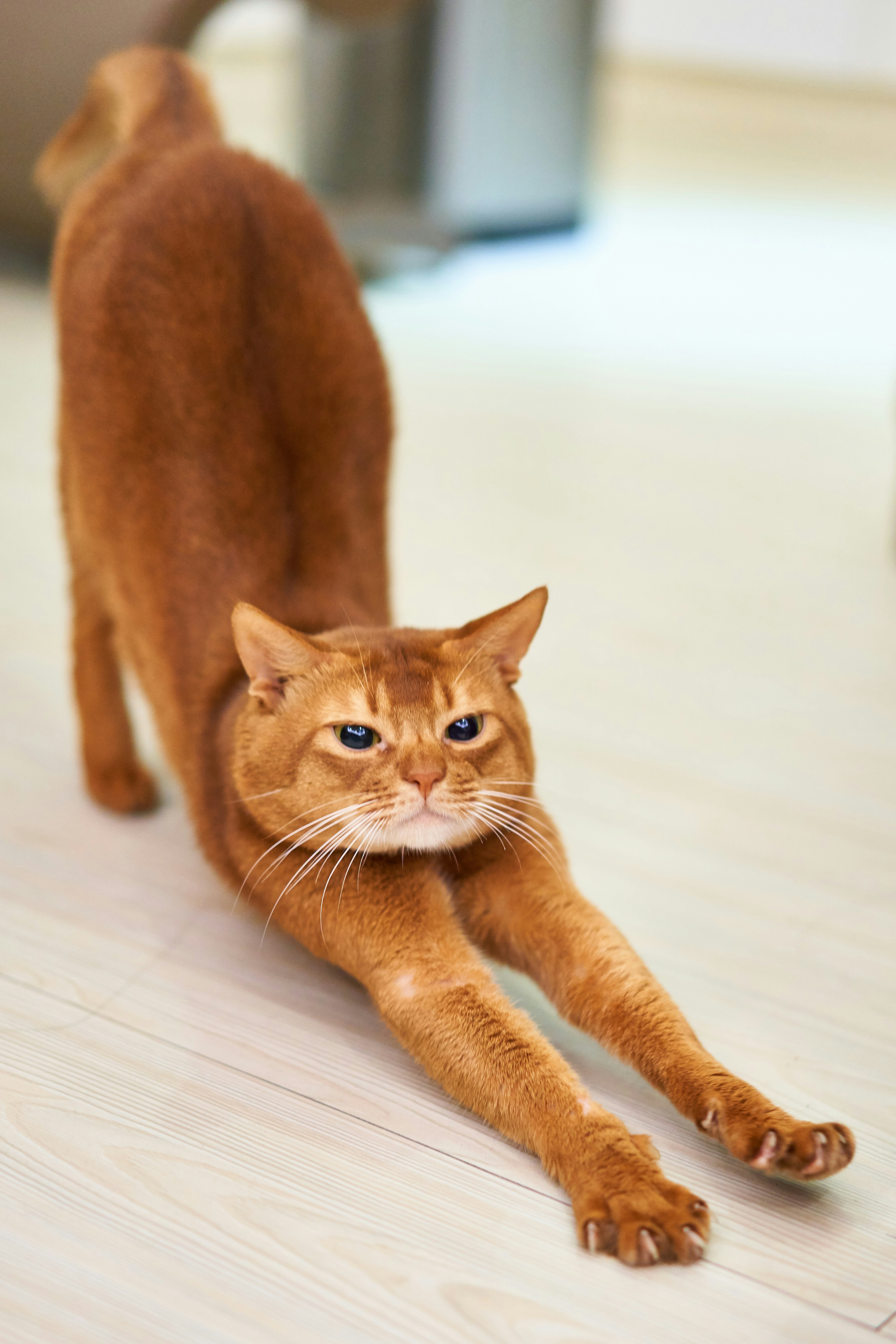 Gatto abissino arancione che si allunga sul pavimento — dieta BARF per il gatto
