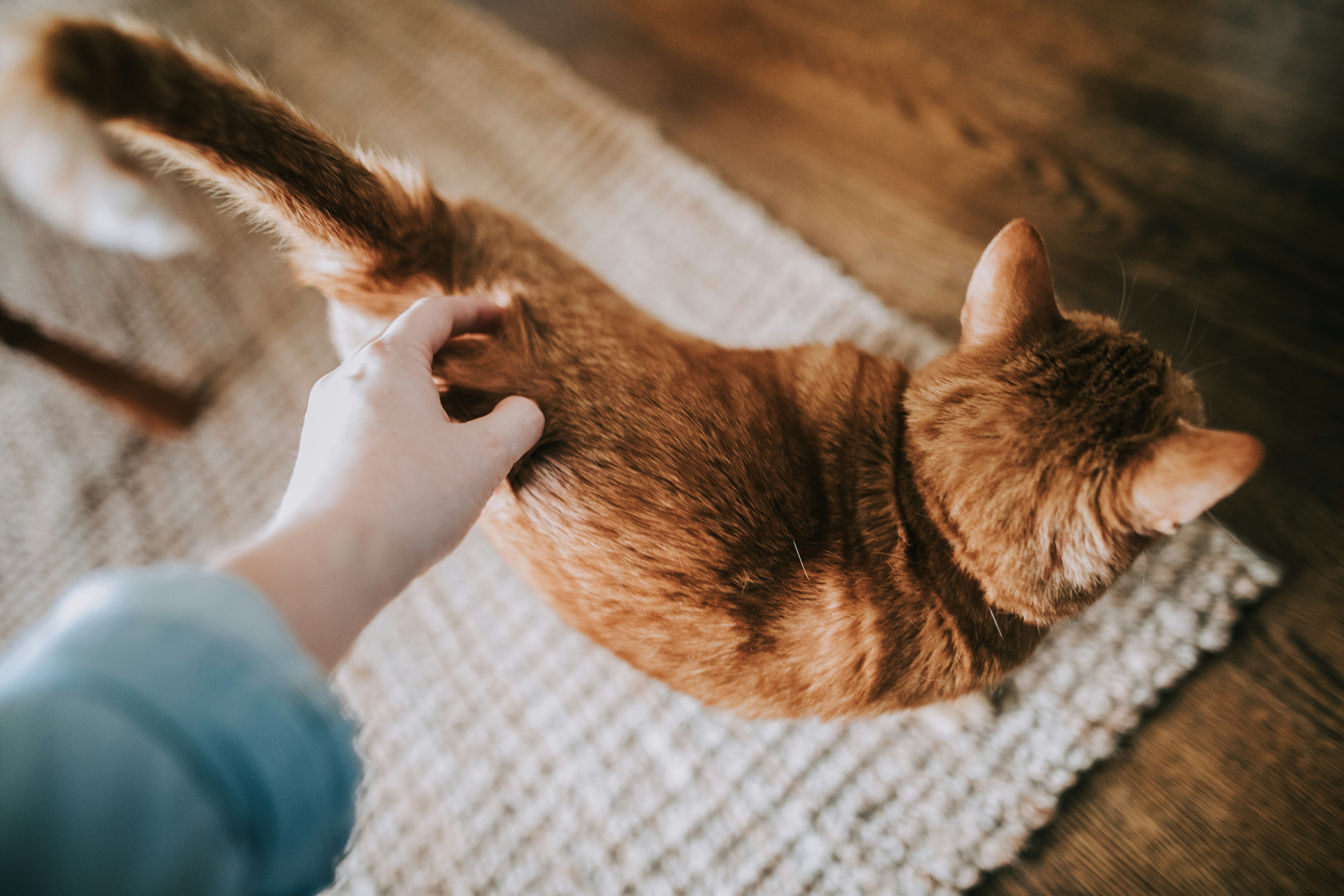 Gatto arancione accarezzato sulla schiena su un tappeto — come fare il bagno al gatto