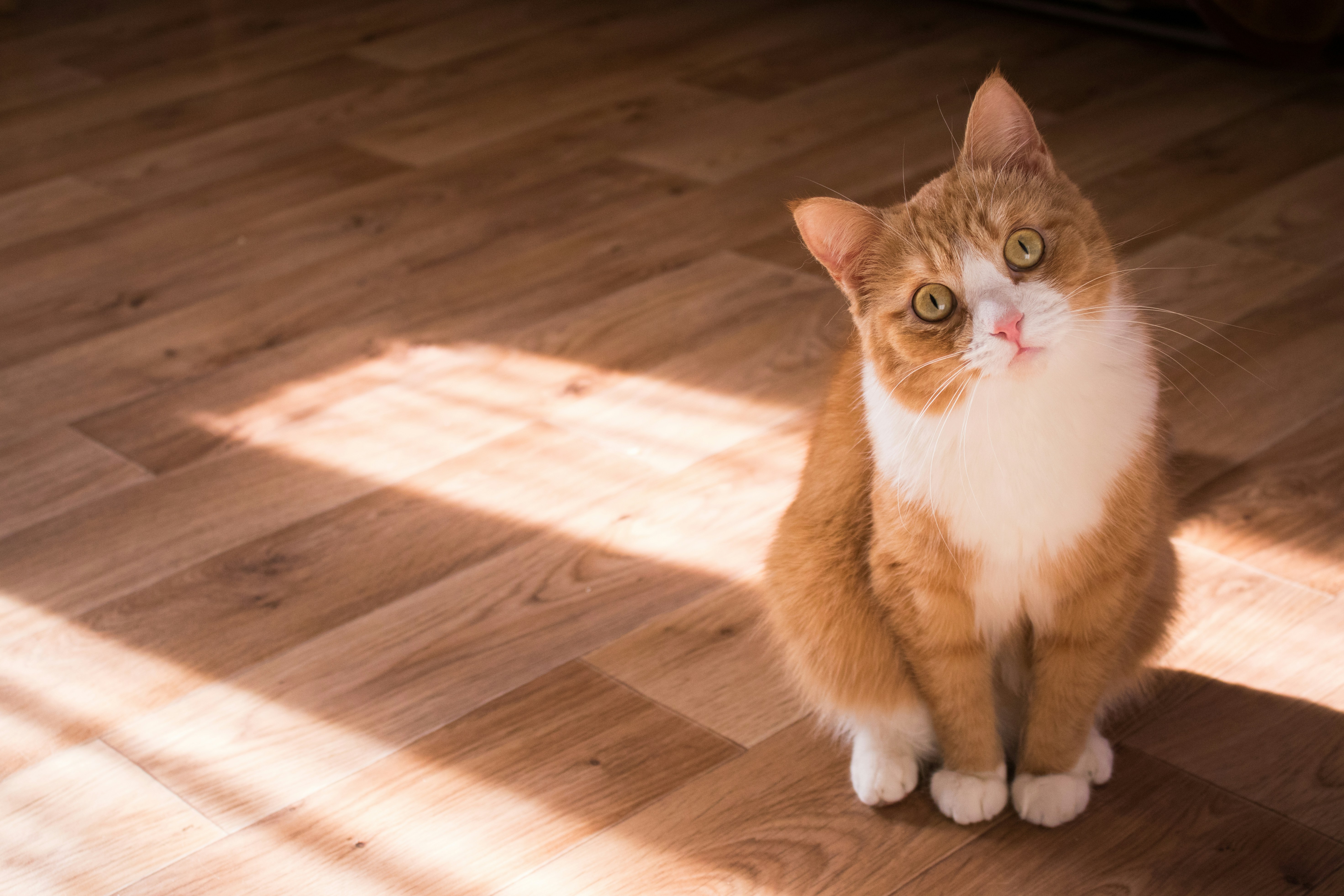 Gatto arancione e bianco seduto sul parquet al sole