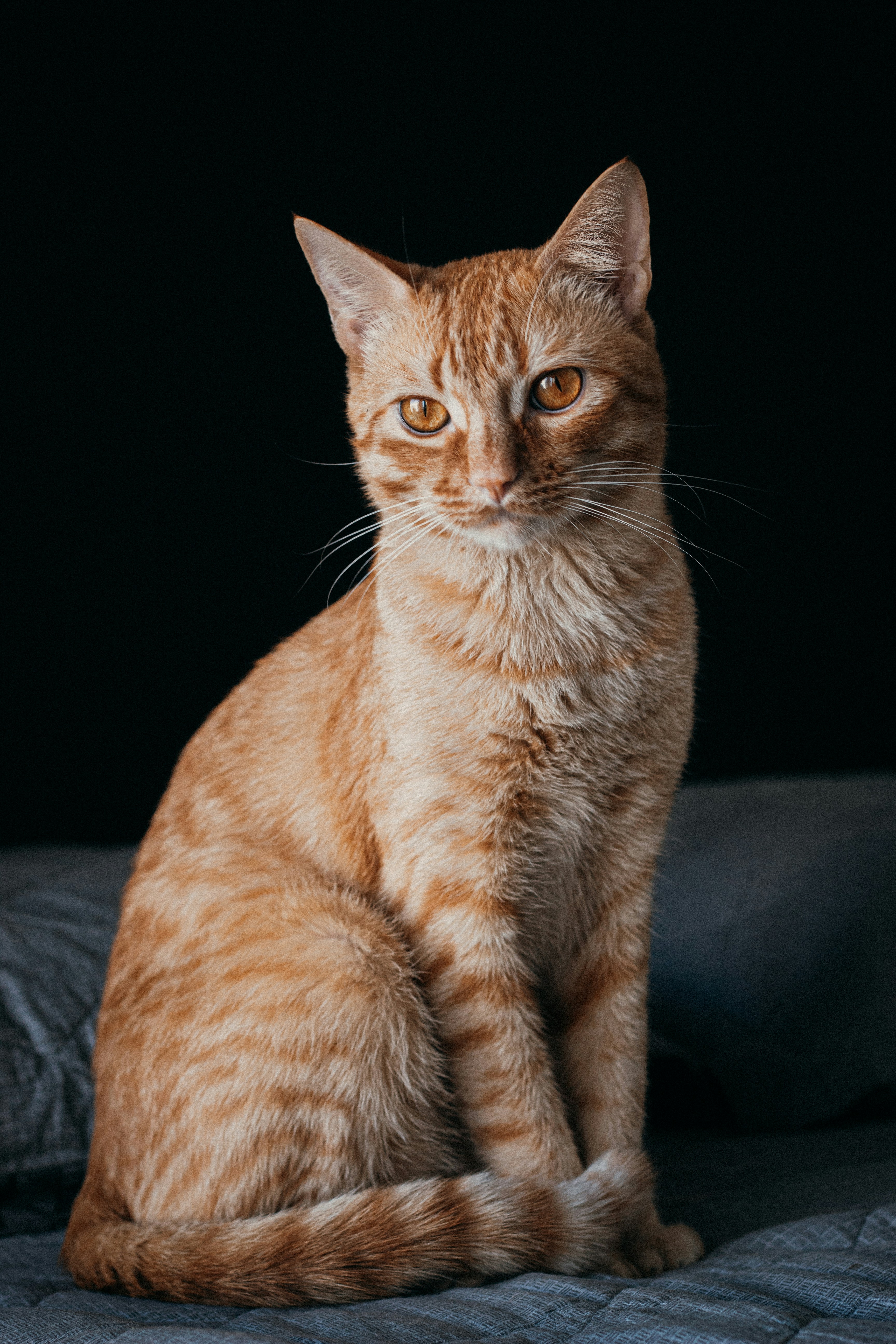 Gatto arancione con sguardo intenso su sfondo scuro