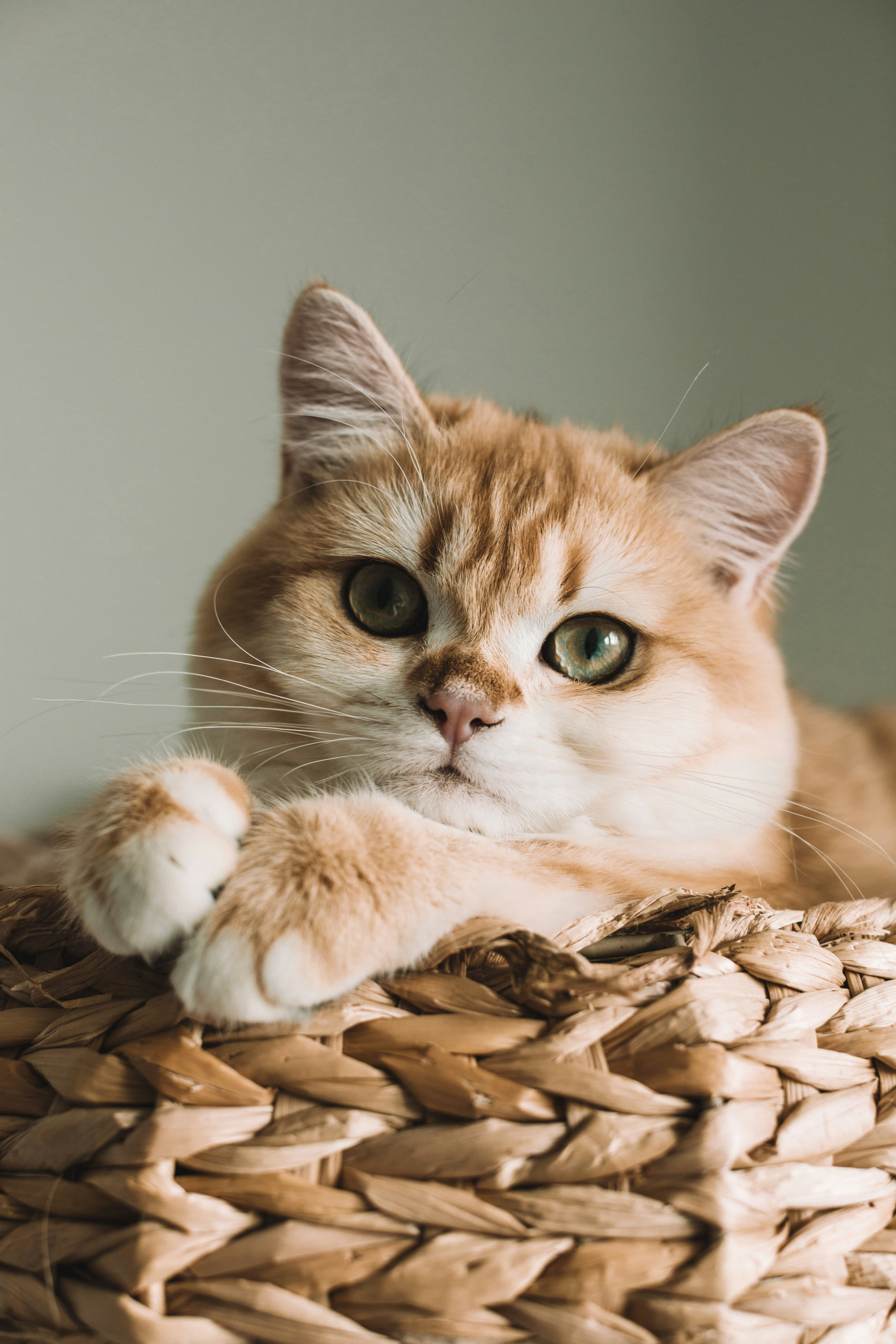 Gatto che mangia da una ciotola — cosa mangia un gatto ogni giorno