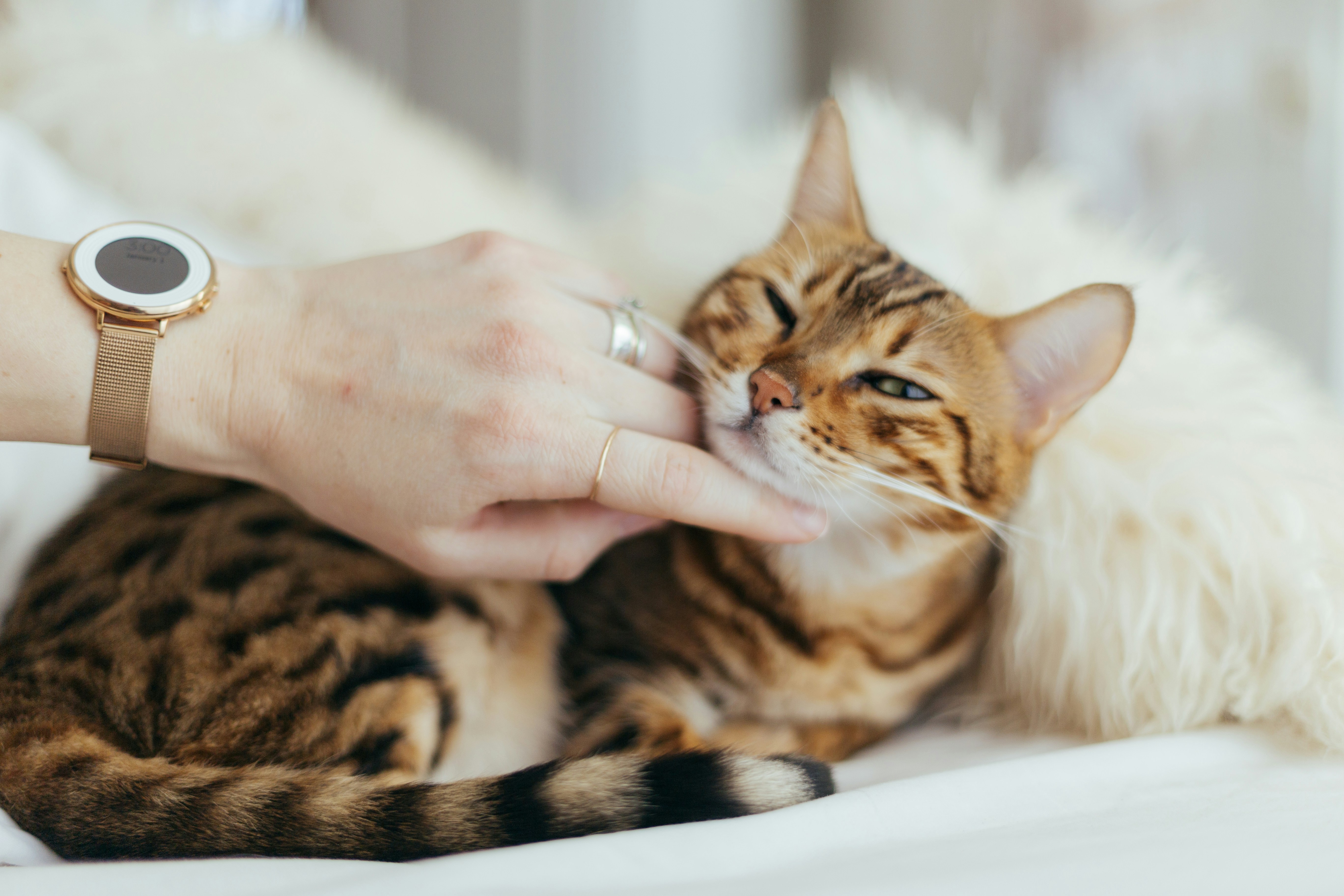 Gatto Bengala accarezzato sul mento