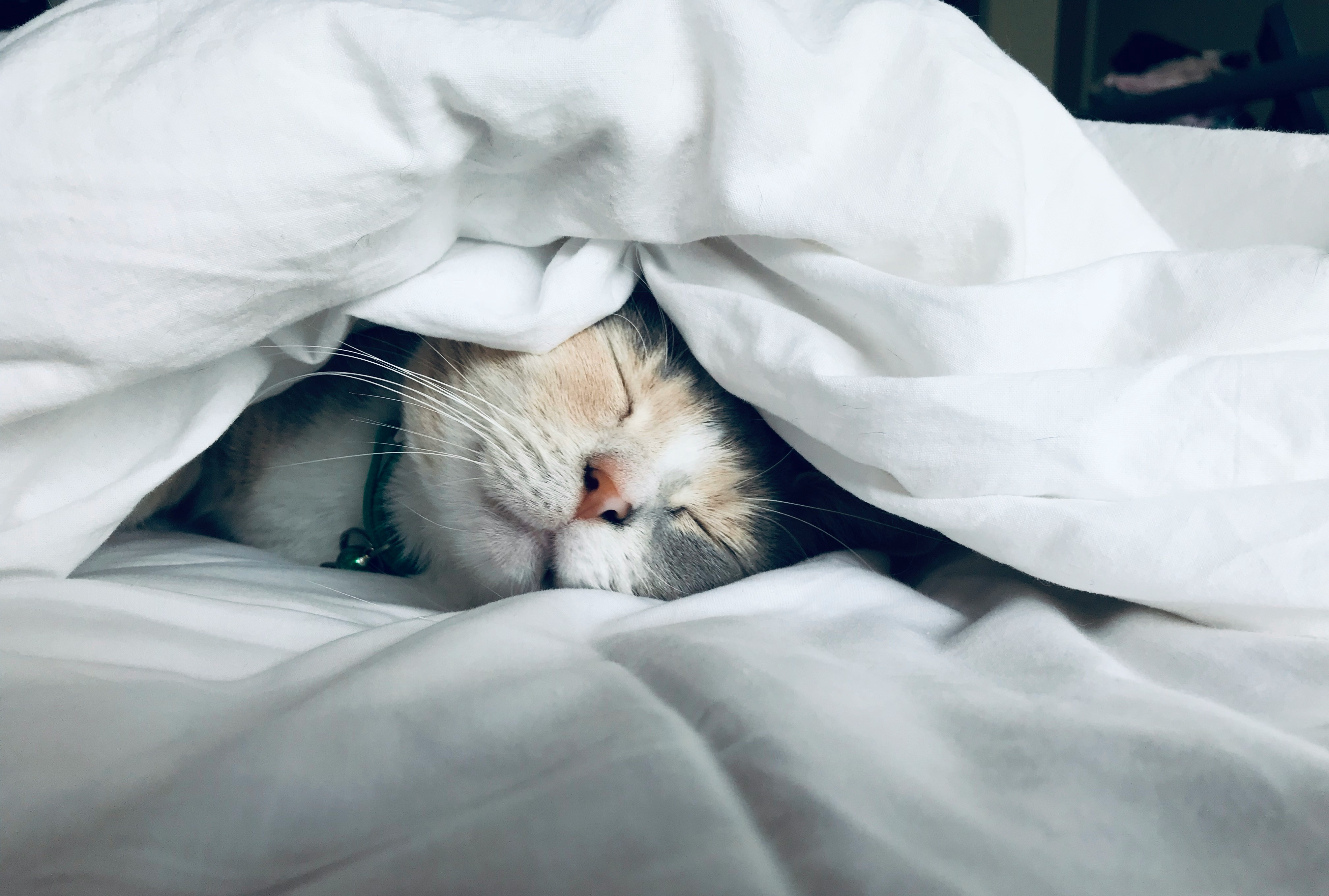Gatto bianco che dorme tra le lenzuola
