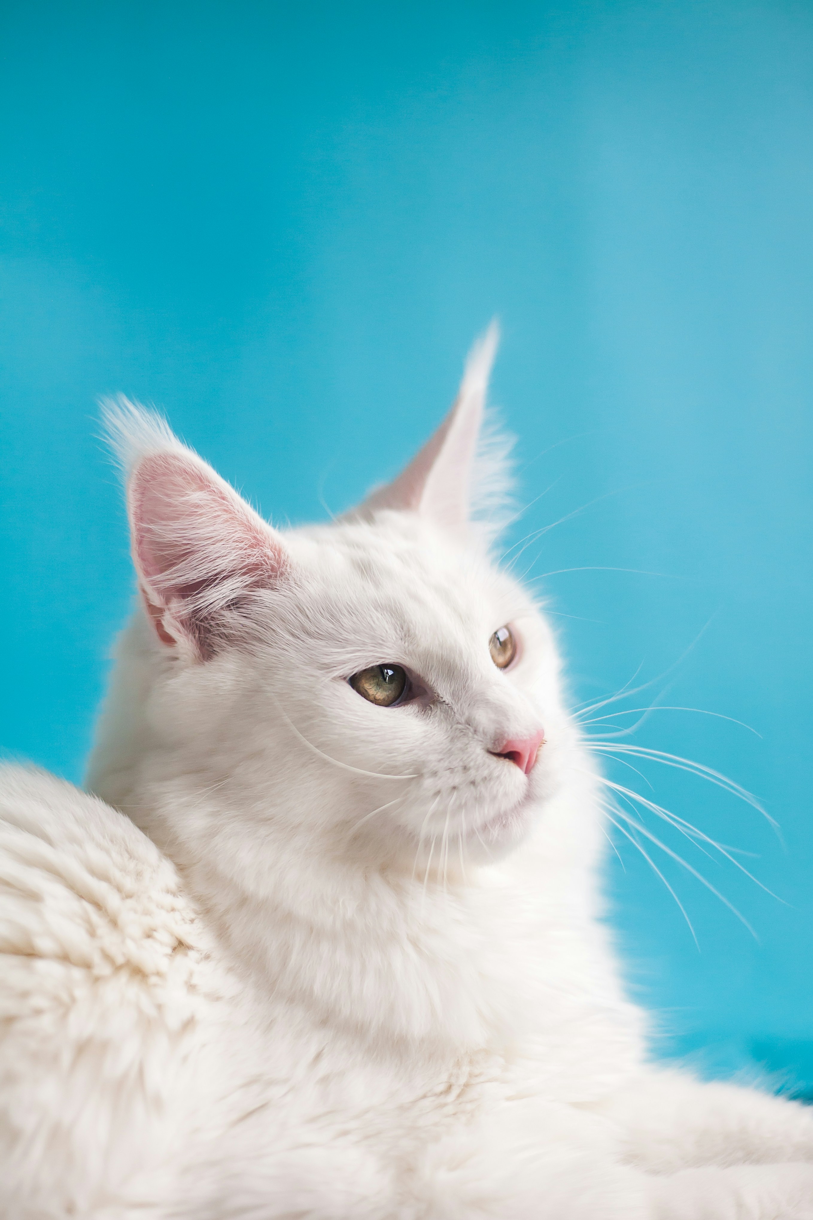 Gatto bianco pelo lungo — Ragdoll