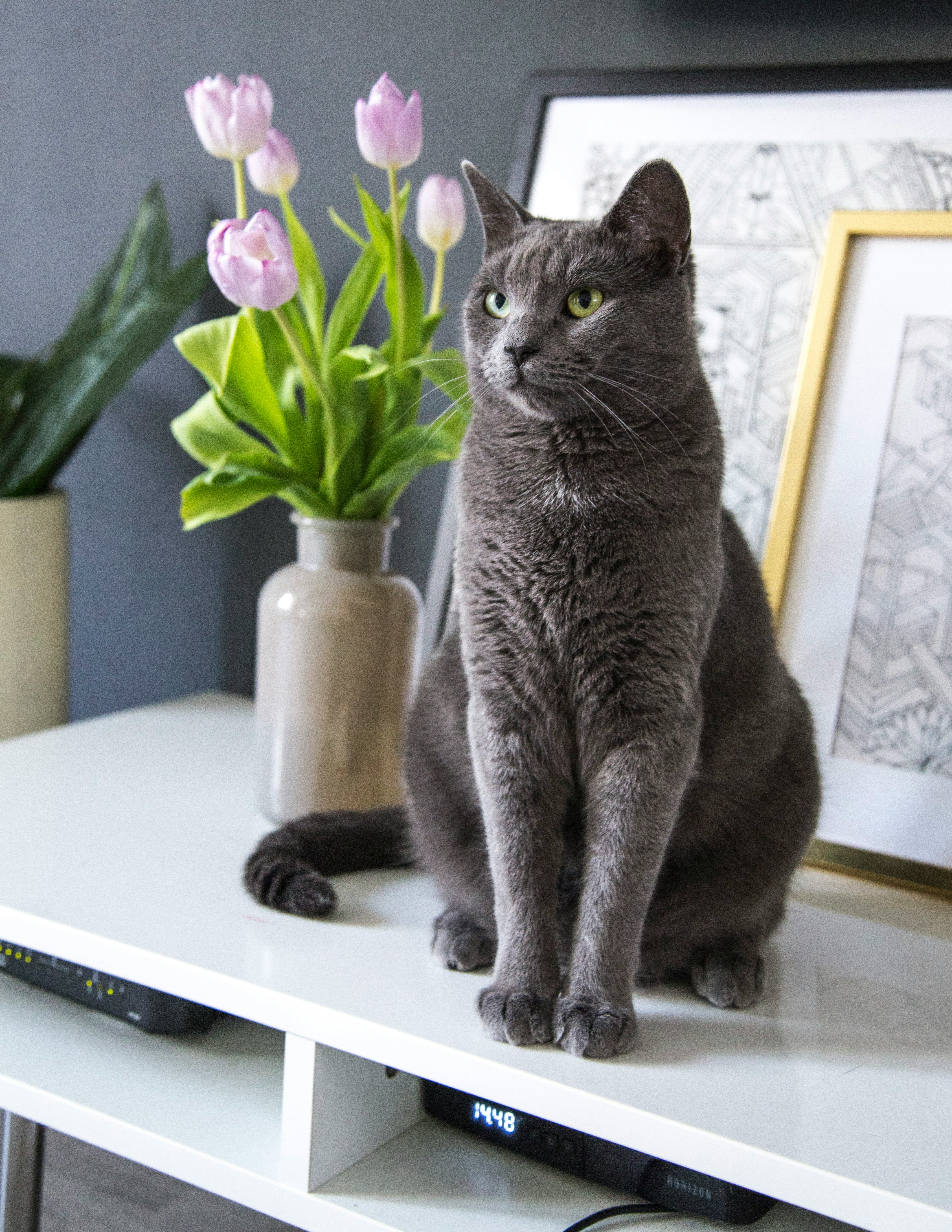 Gatto blu russo grigio seduto vicino a tulipani — i gatti possono bere il latte