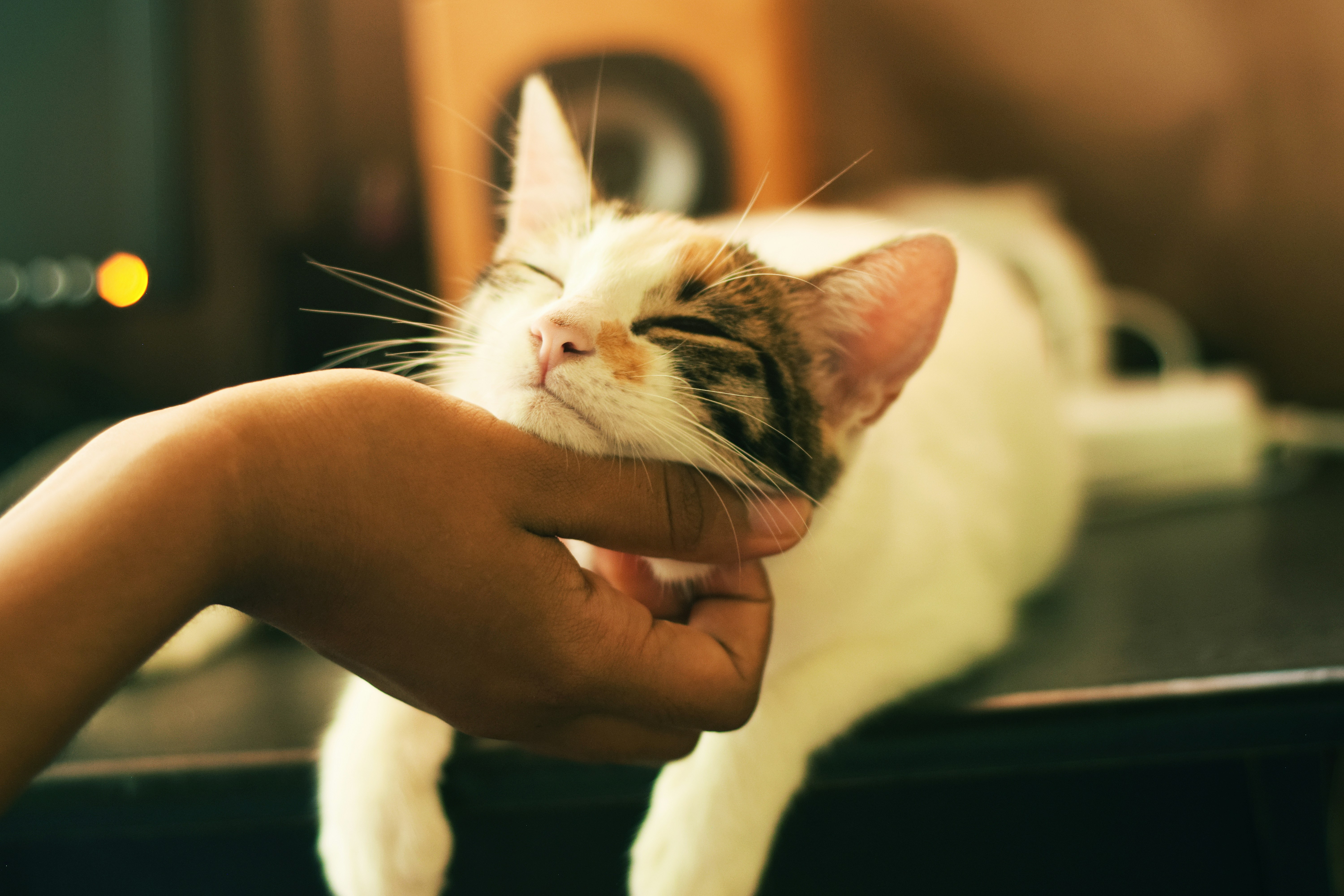 Gatto calico accarezzato — alimentazione felina