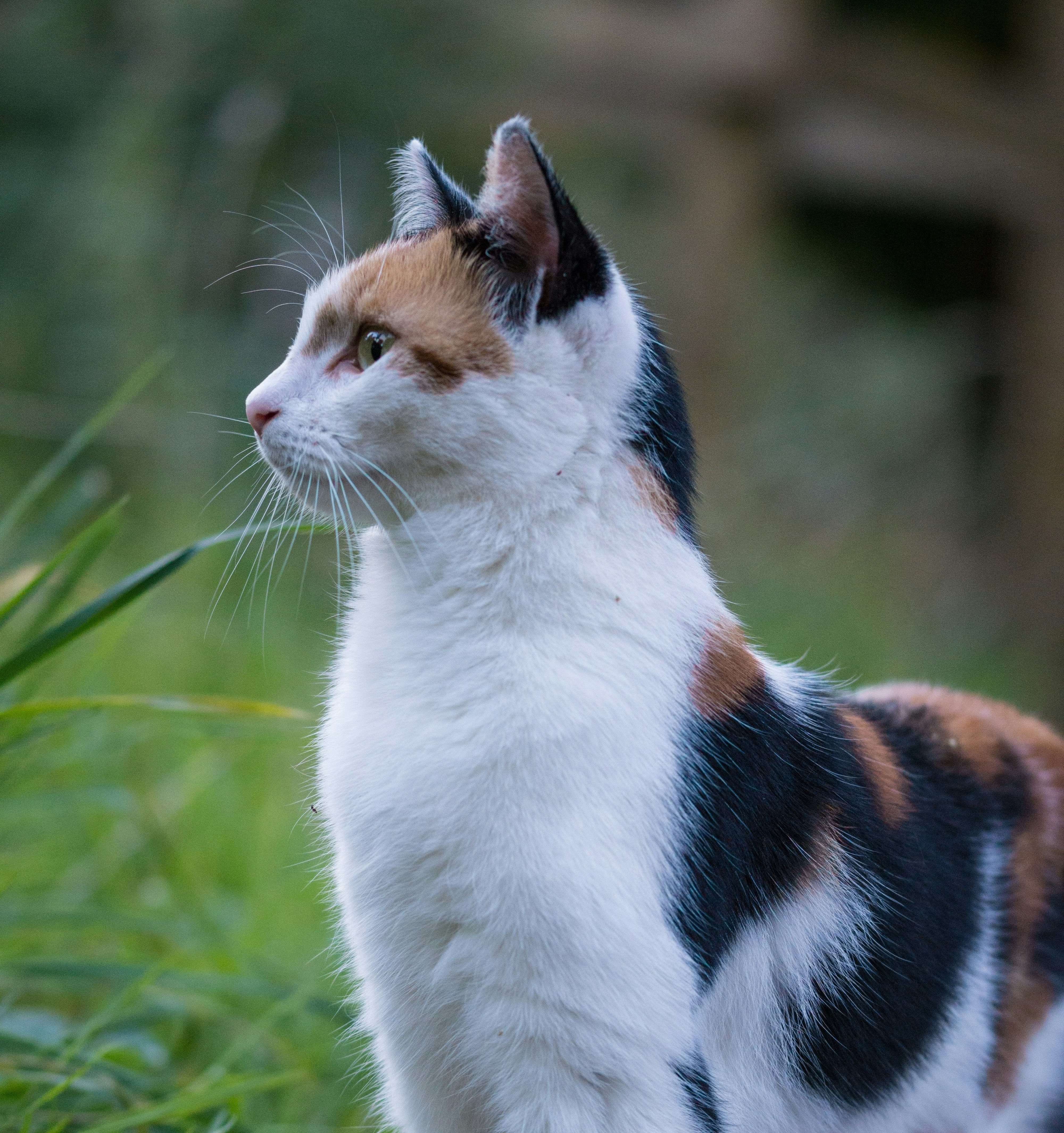 Gatto calico tricolore in allerta tra l'erba
