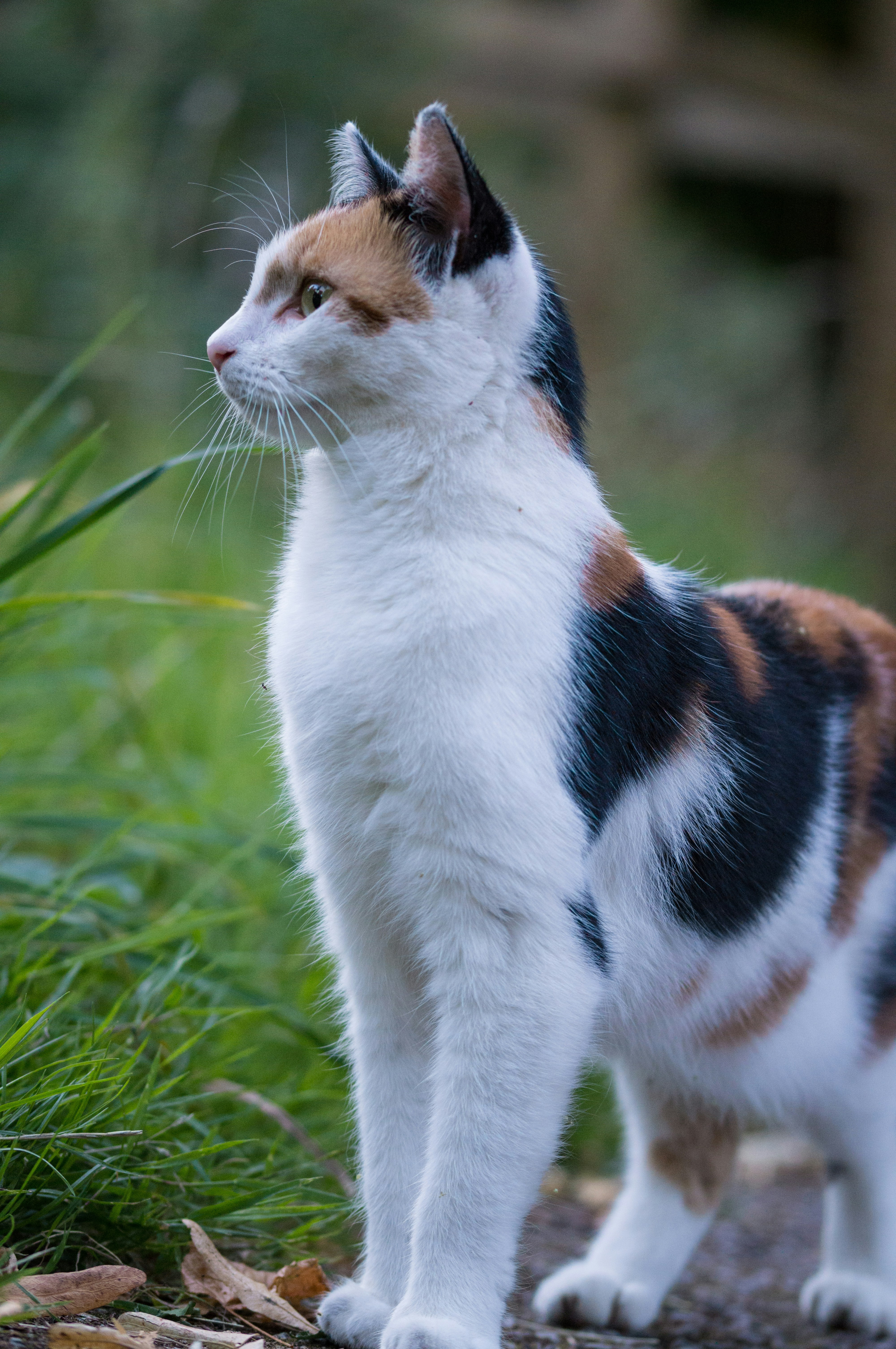 Gatto calico tricolore in allerta vicino all'erba — piante pericolose per i gatti da conoscere