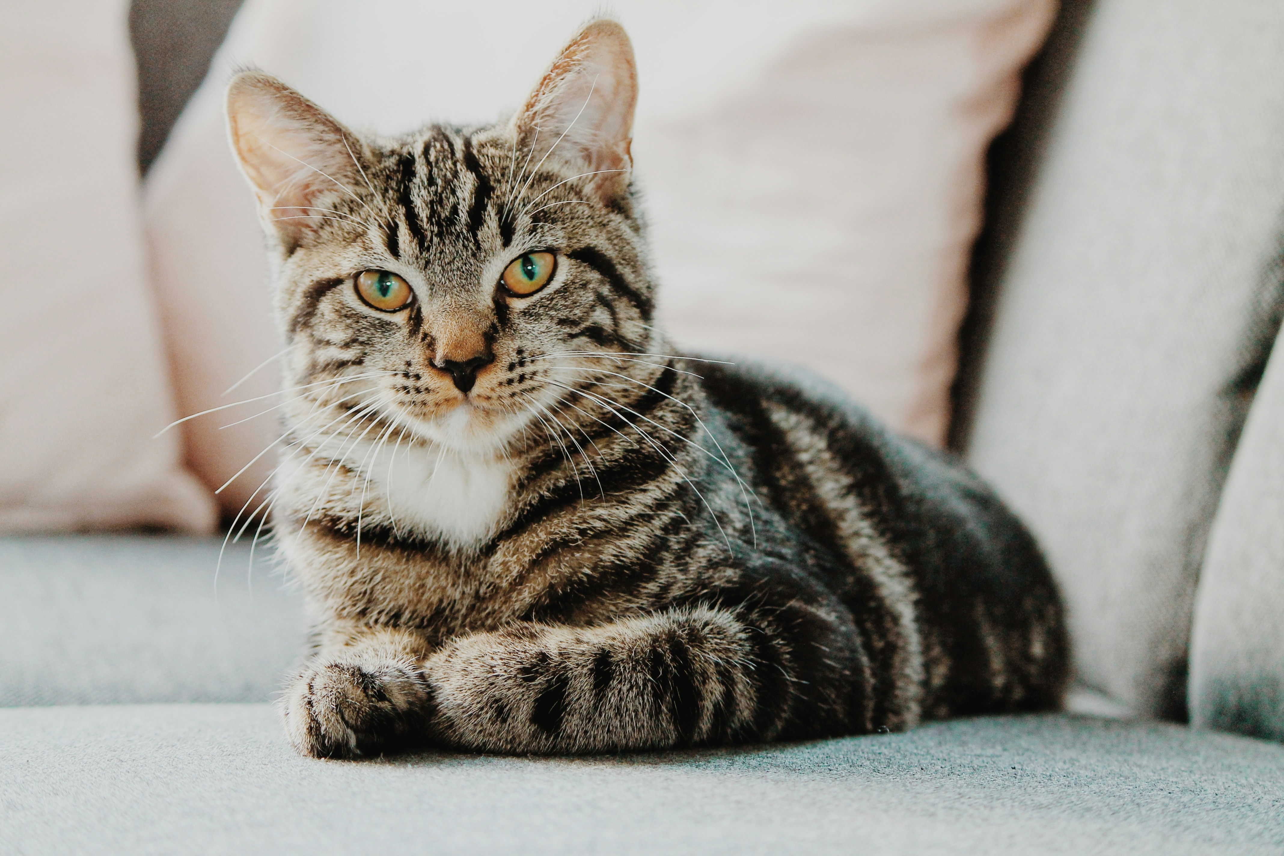 Gatto europeo a pelo corto rilassato sul divano