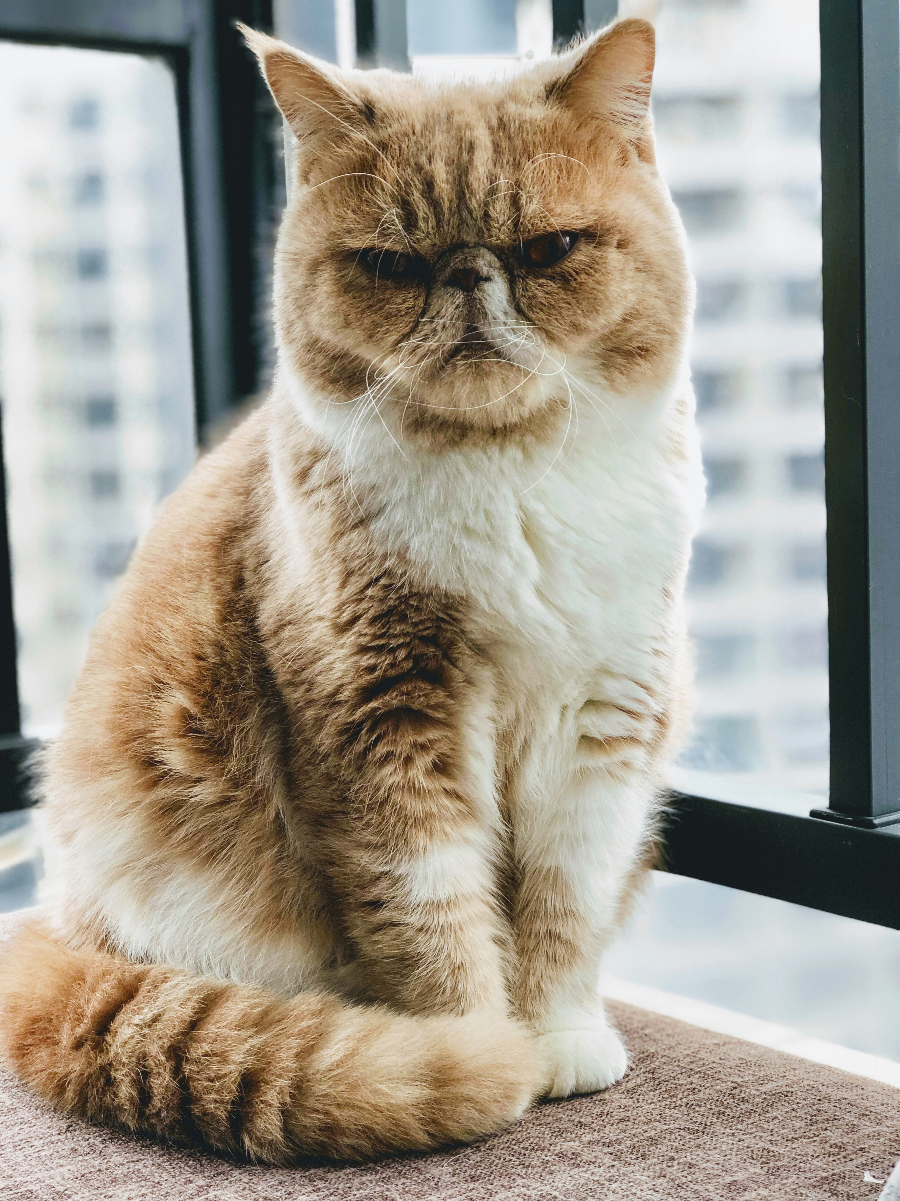 Gatto Exotic Shorthair arancione — simile al Persiano