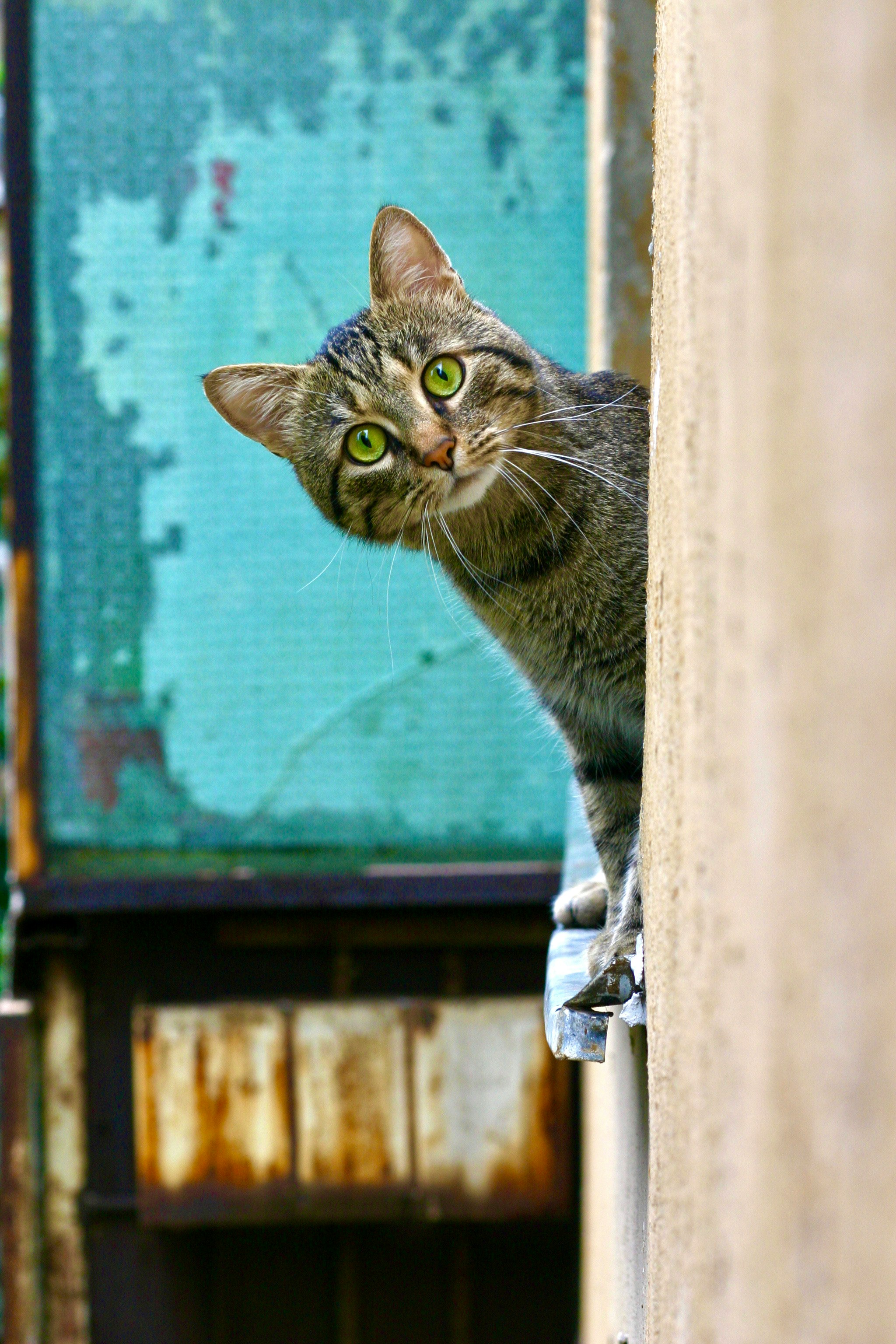 Gatto randagio che sbuca dall'angolo di un muro