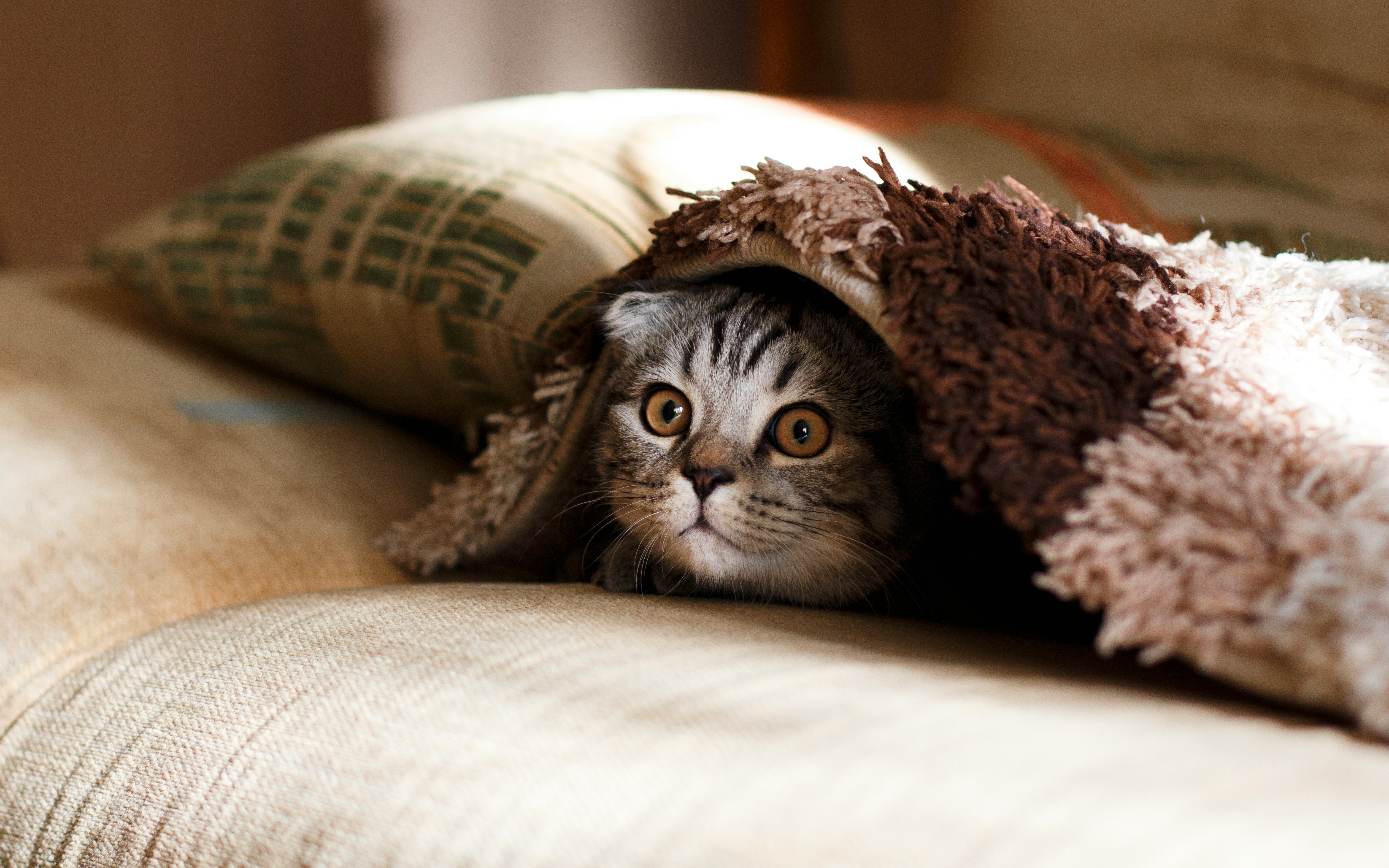 Gatto Scottish Fold nascosto sotto una coperta sul divano — sintomi del gatto da non ignorare