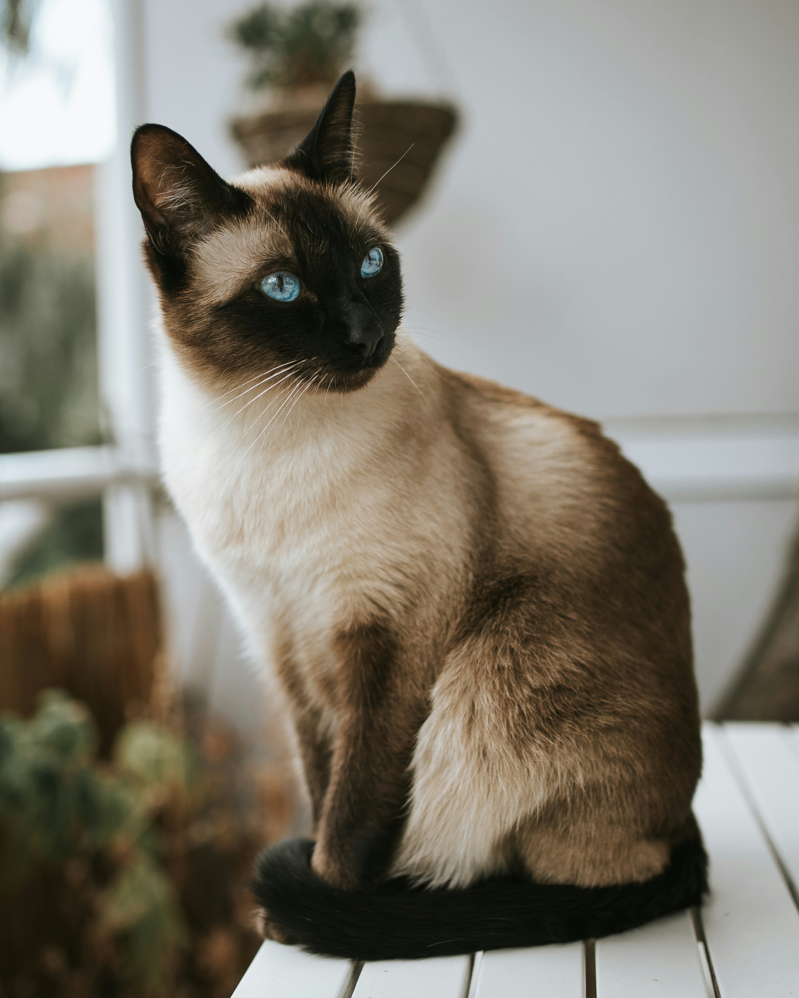 Gatto Siamese occhi azzurri seduto