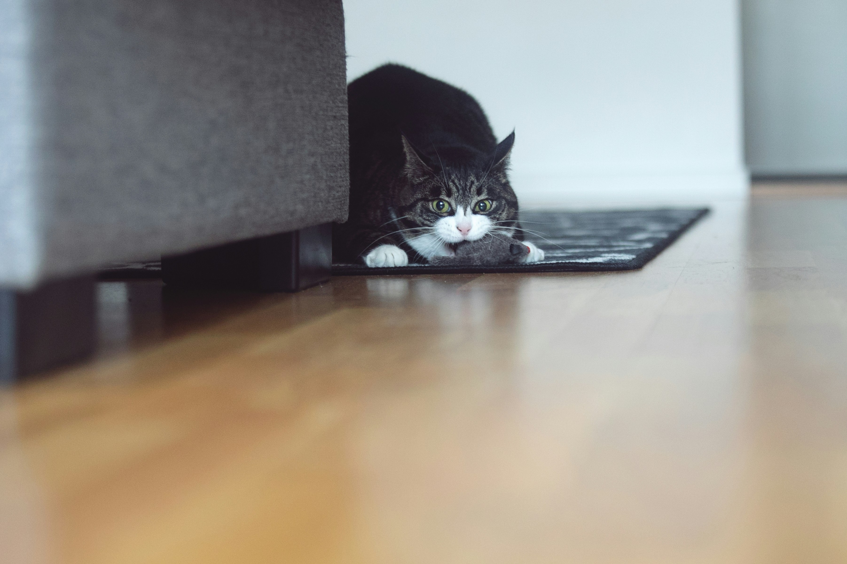 Gatto soriano bianco nascosto sotto il divano
