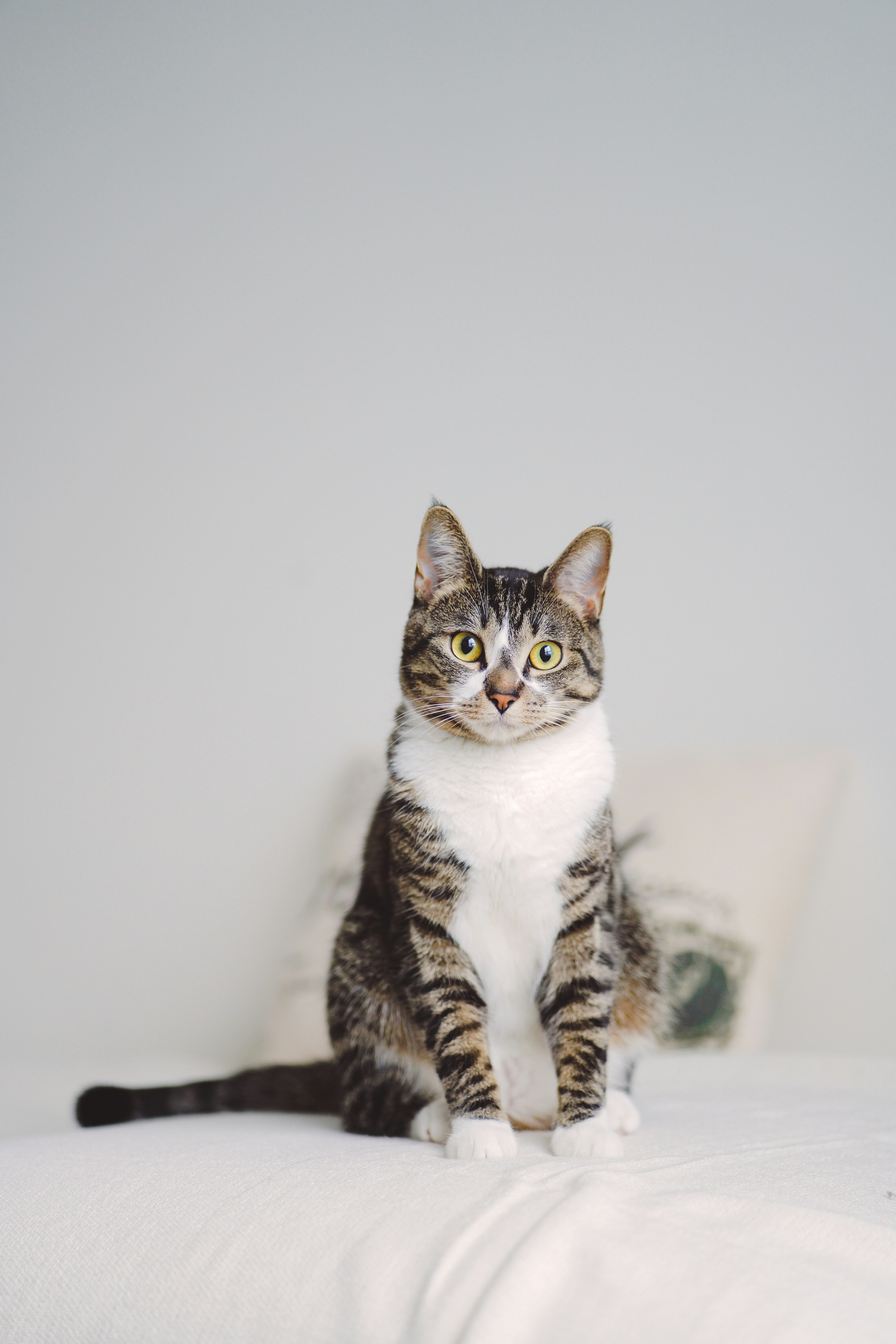 Gatto soriano seduto che guarda in attesa davanti alla ciotola — quanto deve mangiare un gatto