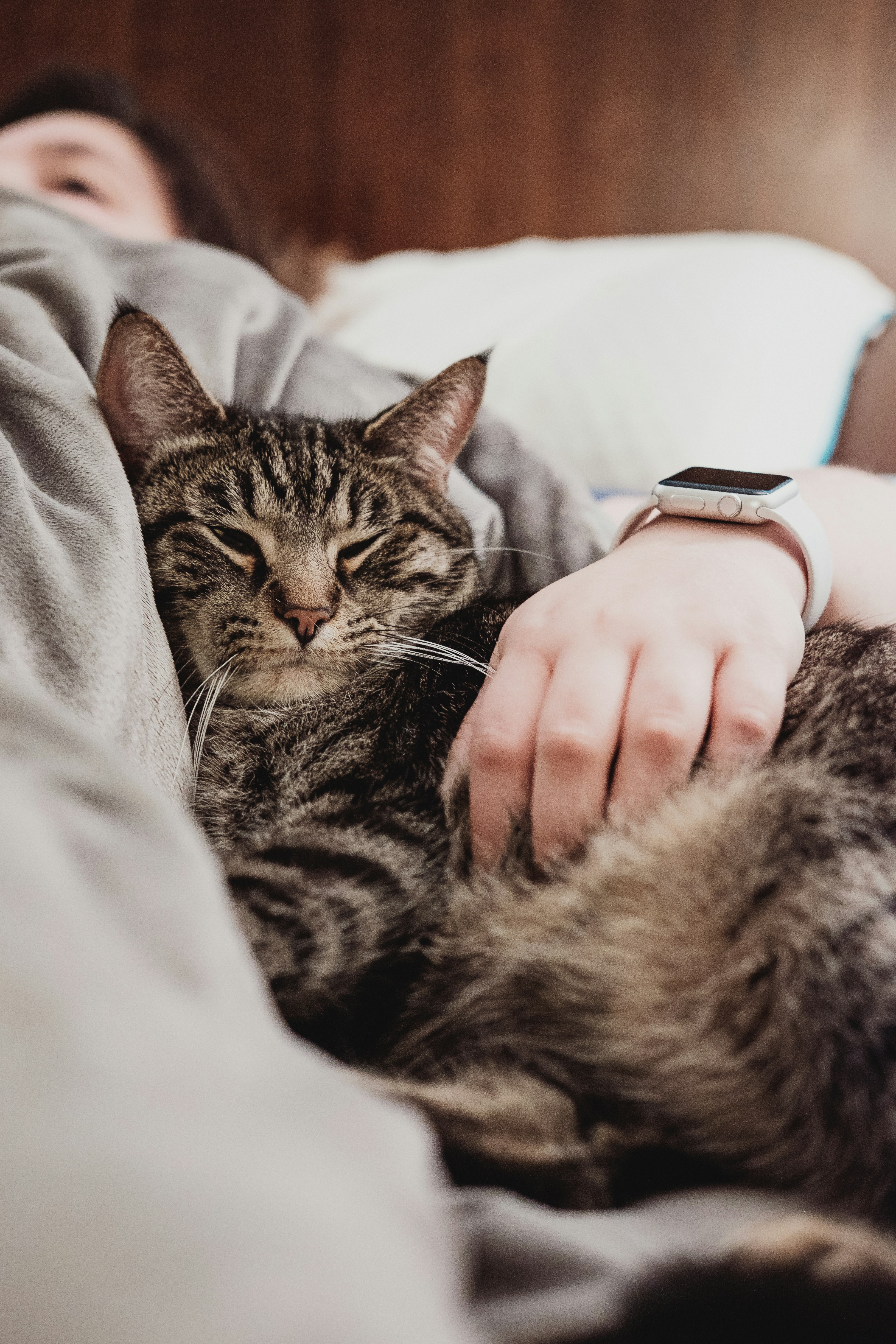 Gatto soriano che dorme abbracciato al padrone