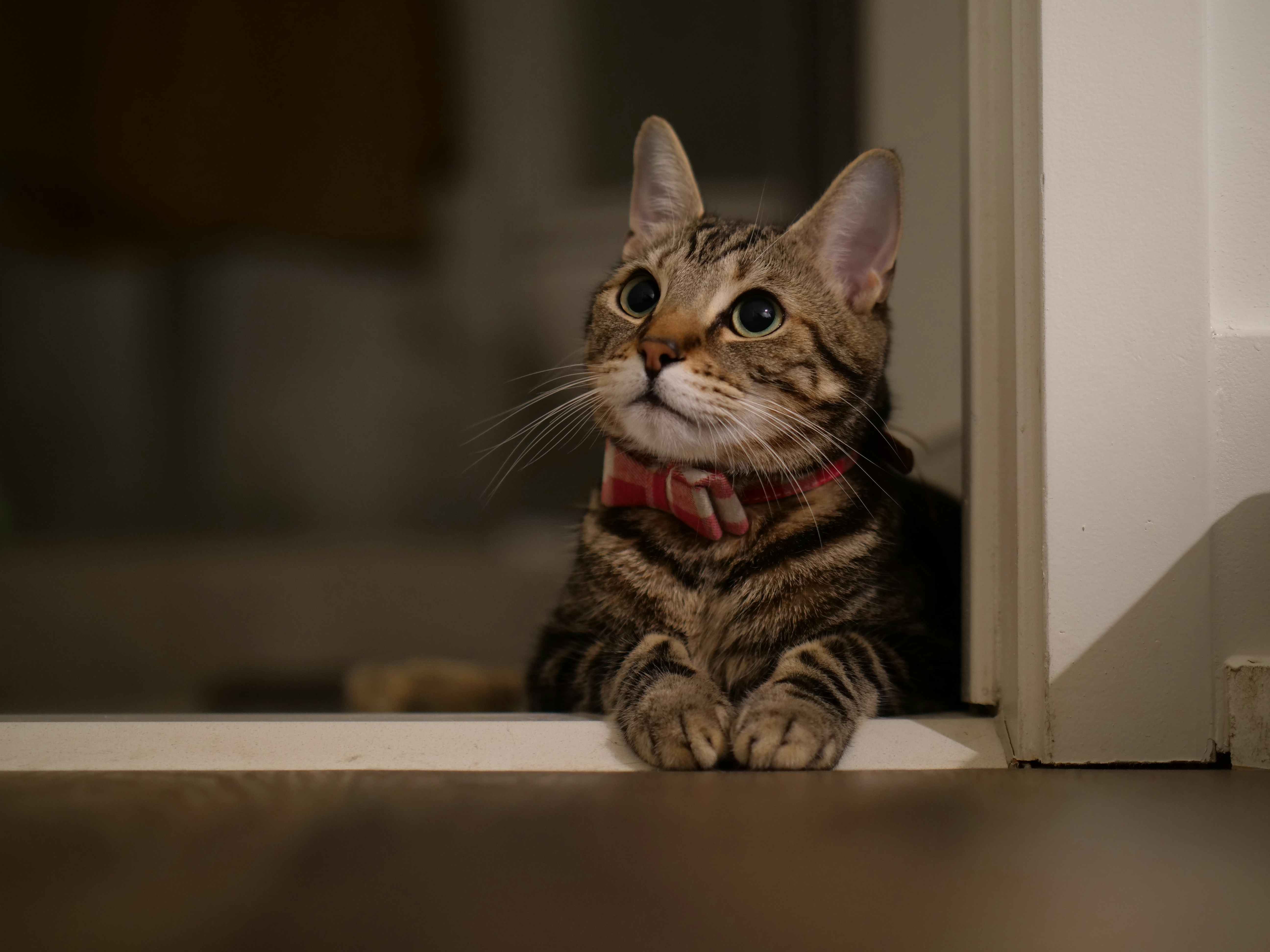 Gatto soriano con papillon rosso affacciato alla finestra di notte — gatto che miagola