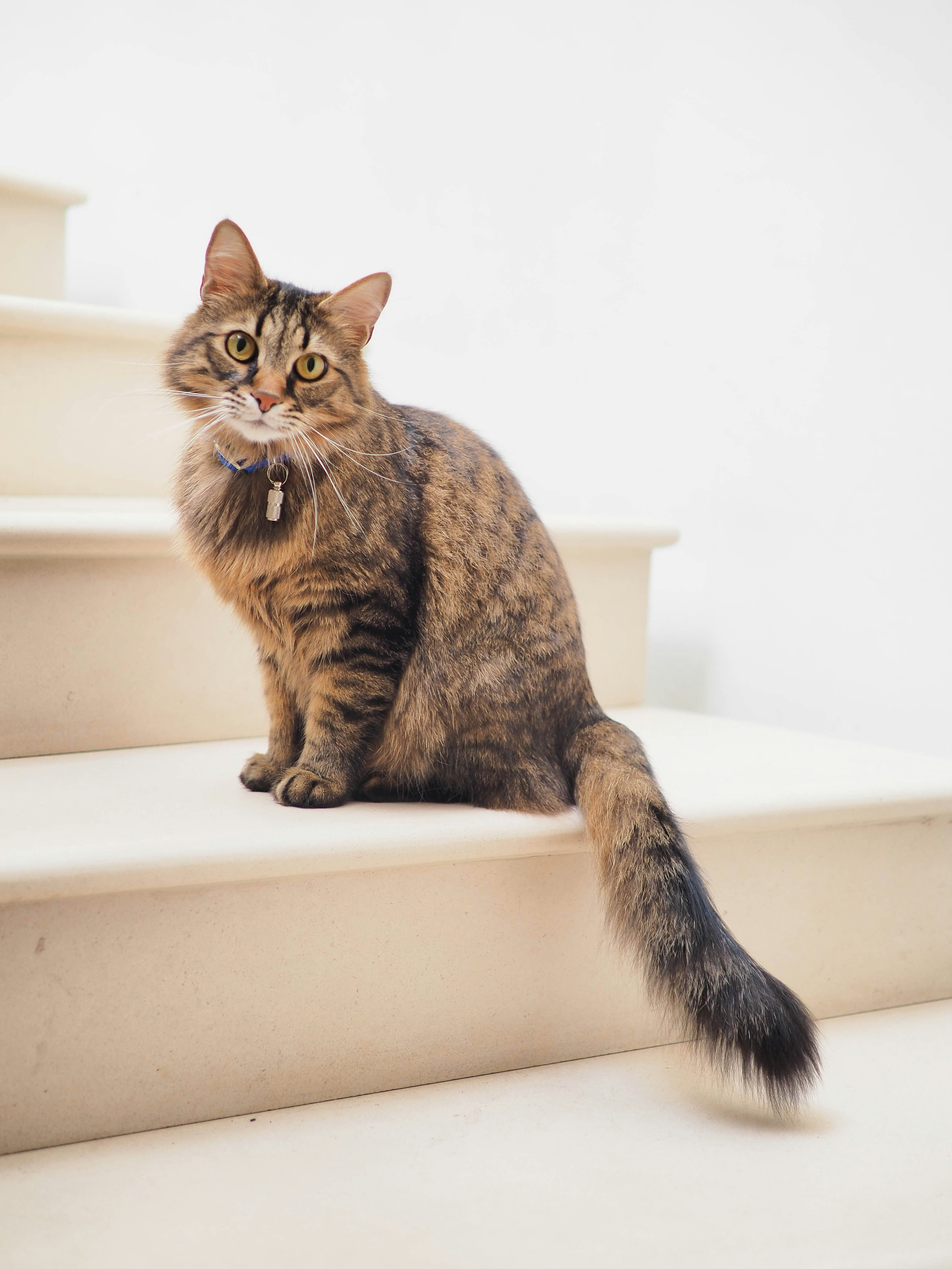 Gatto soriano a pelo lungo sulle scale
