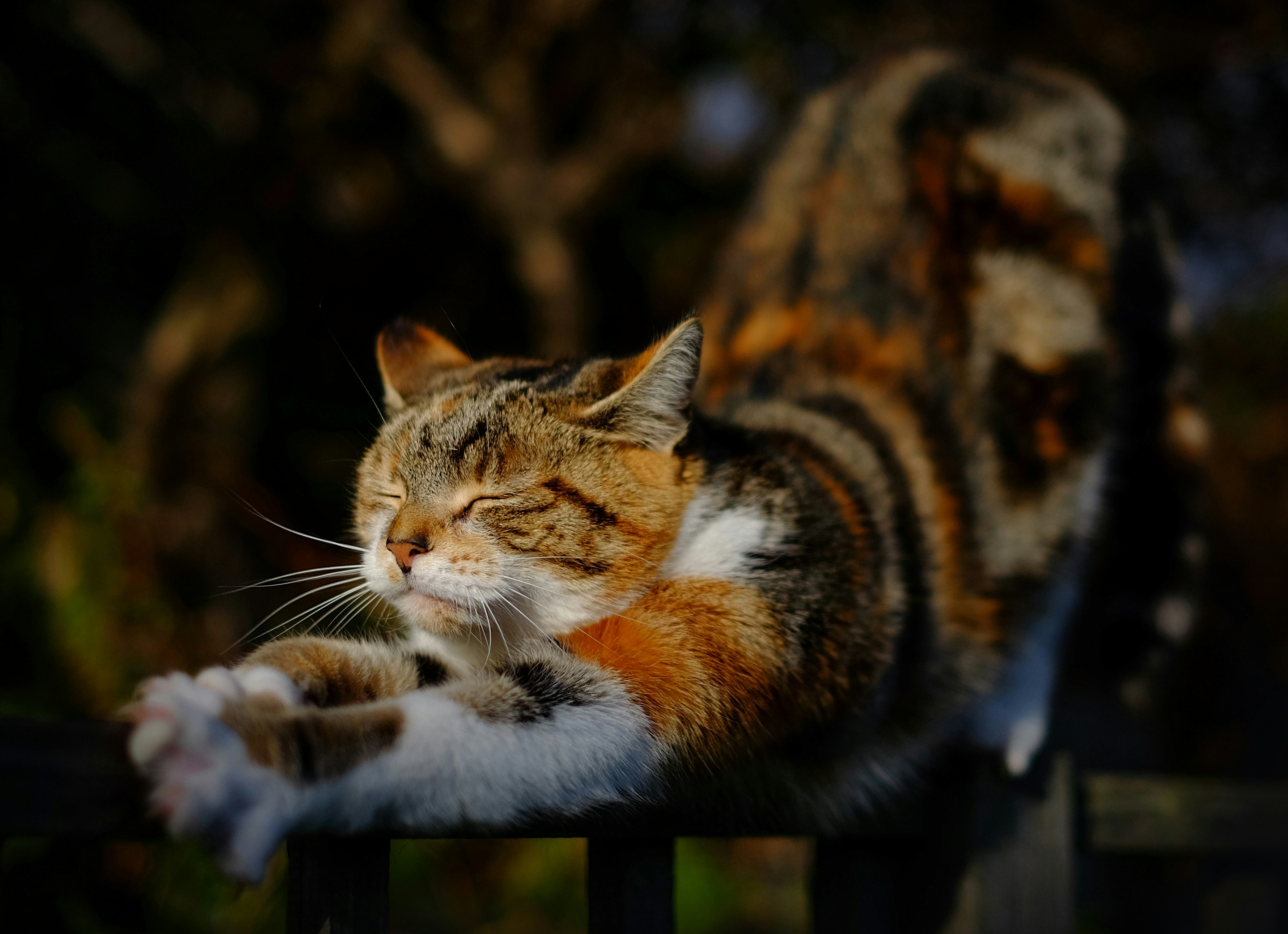 Gatto soriano che si allunga sulla ringhiera al sole — perché i gatti graffiano i mobili