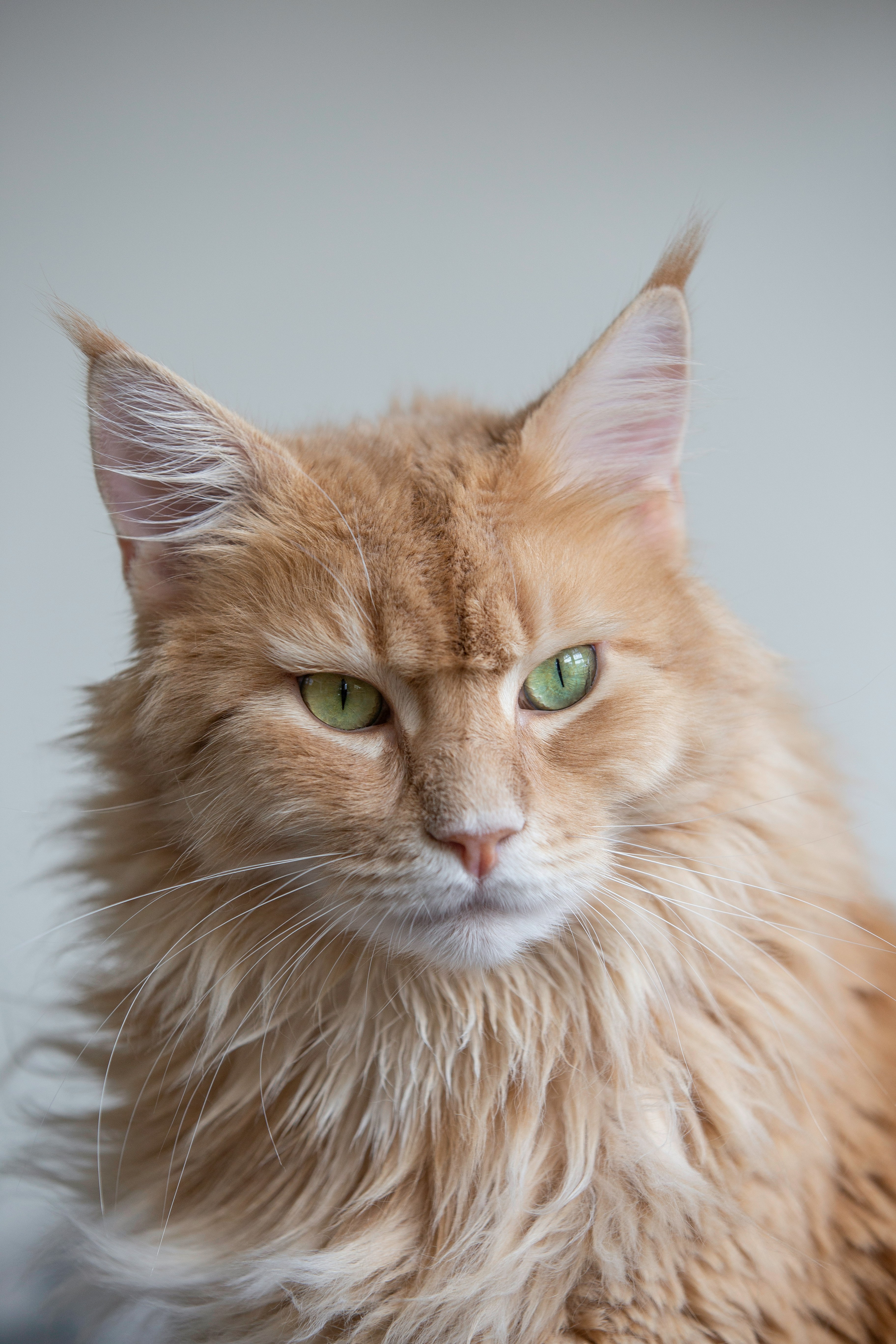 Maine Coon arancione pelo lungo primo piano