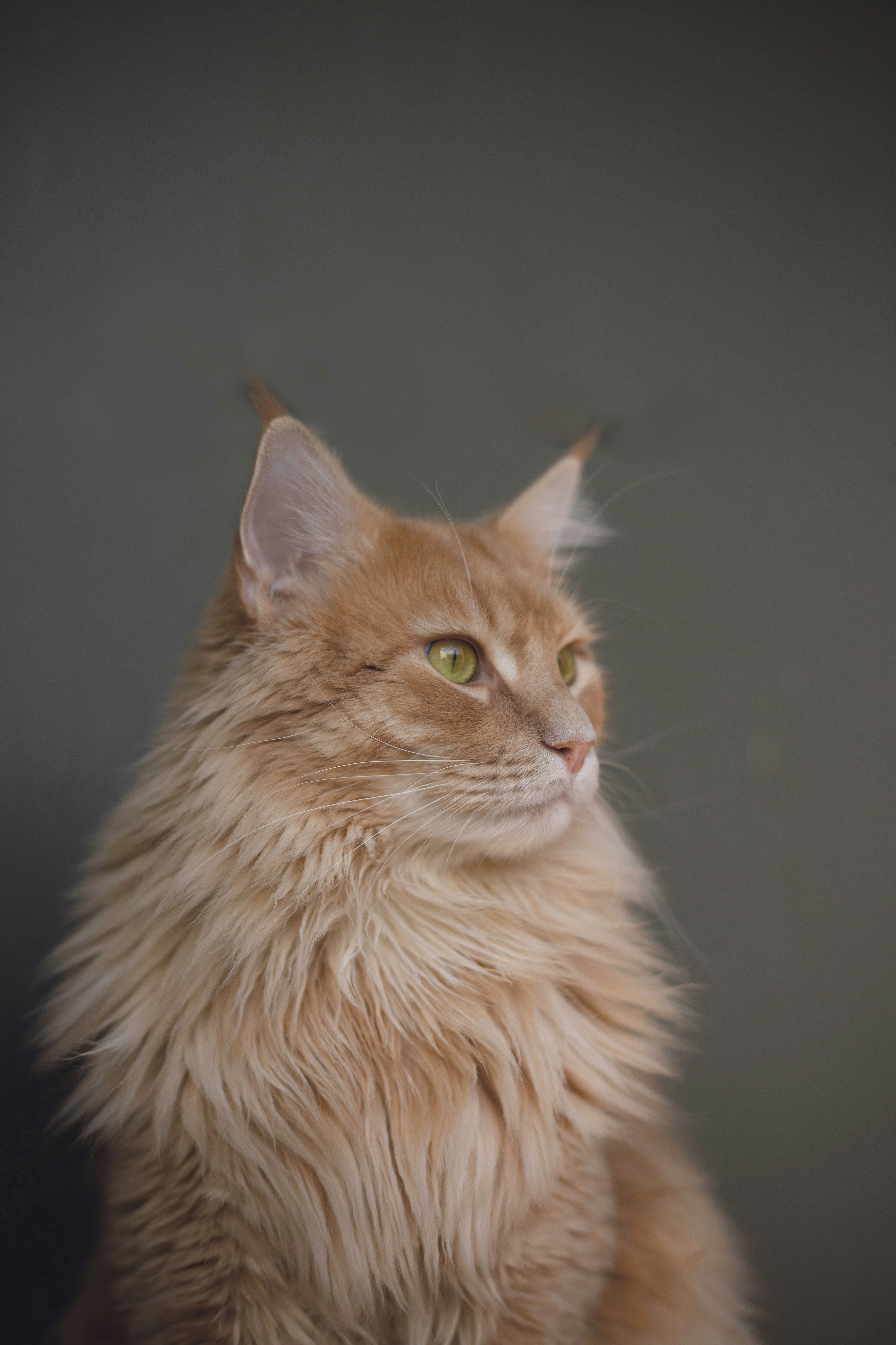 Razze di gatto più diffuse in Italia — guida completa
