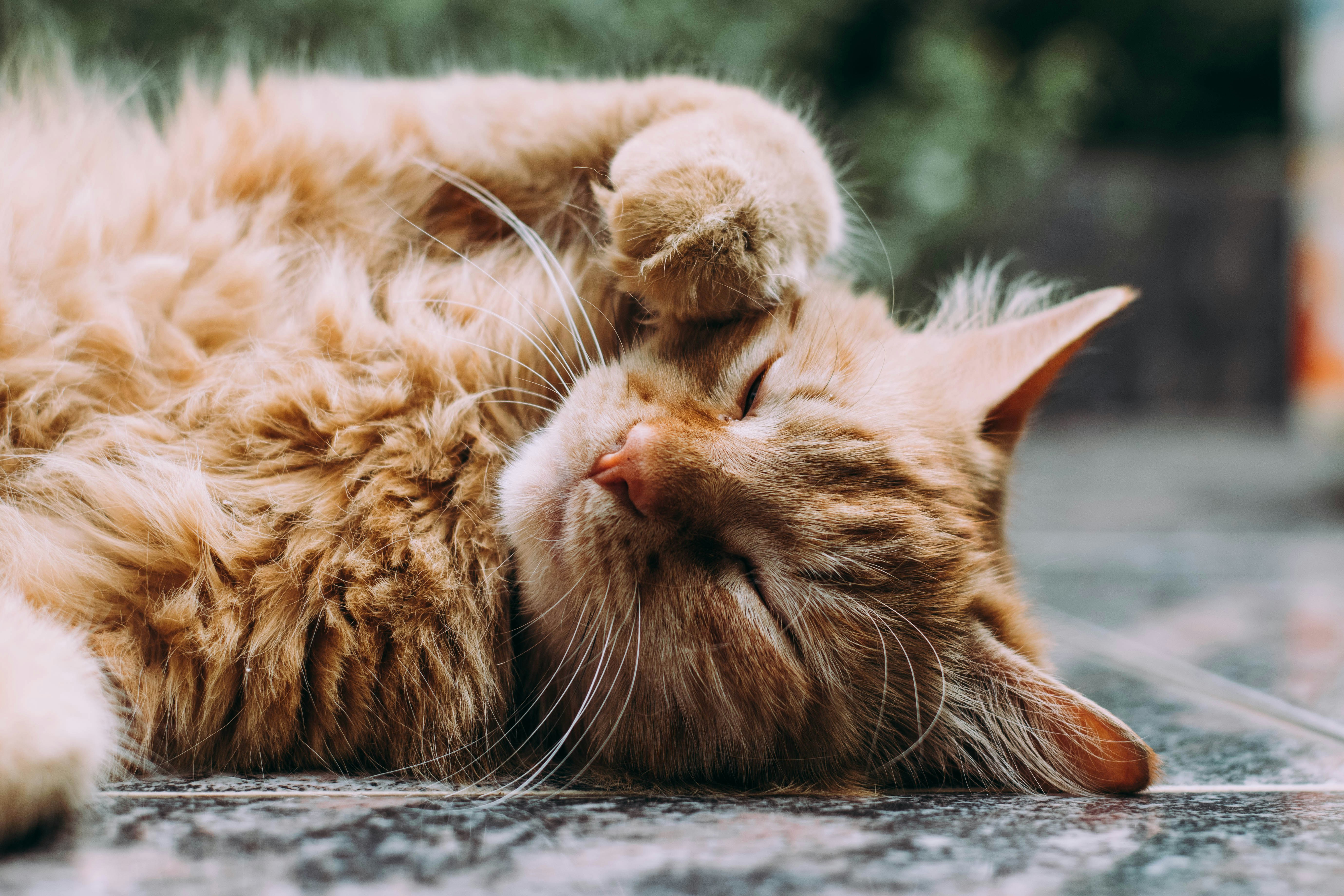 Maine Coon arancione con pelo lungo all'aria aperta