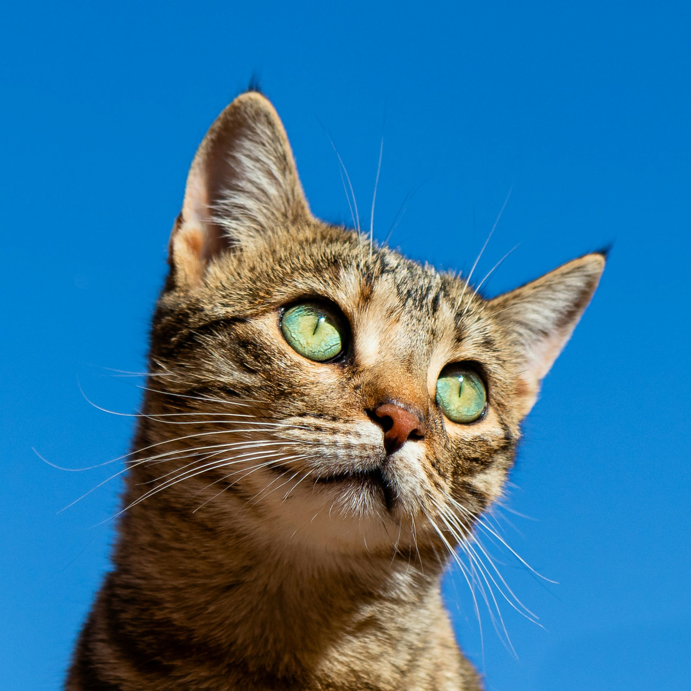 Primo piano gatto soriano con occhi verdi intensi — gatto aggressivo cause e rimedi