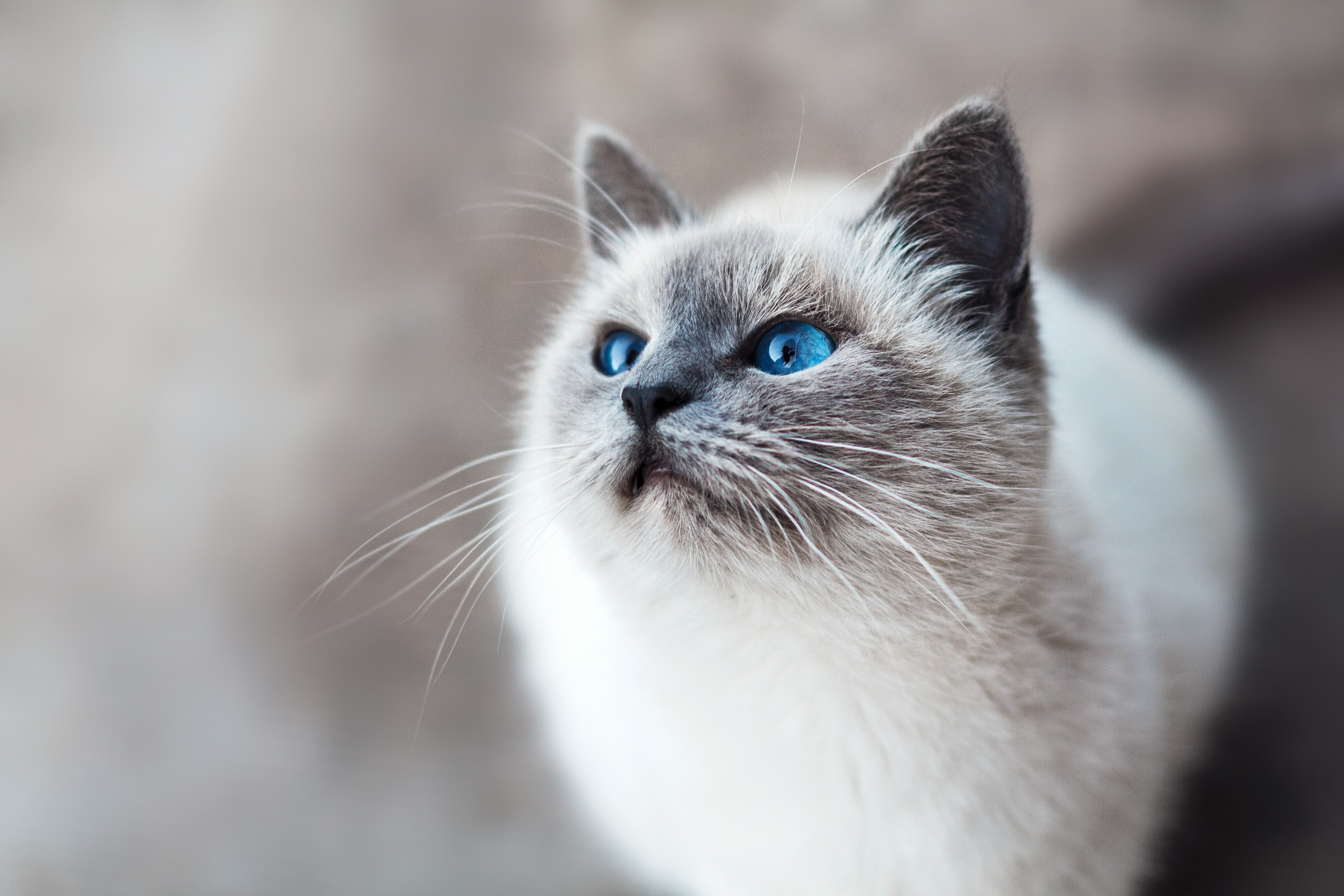 Gatto Ragdoll con occhi azzurri in primo piano