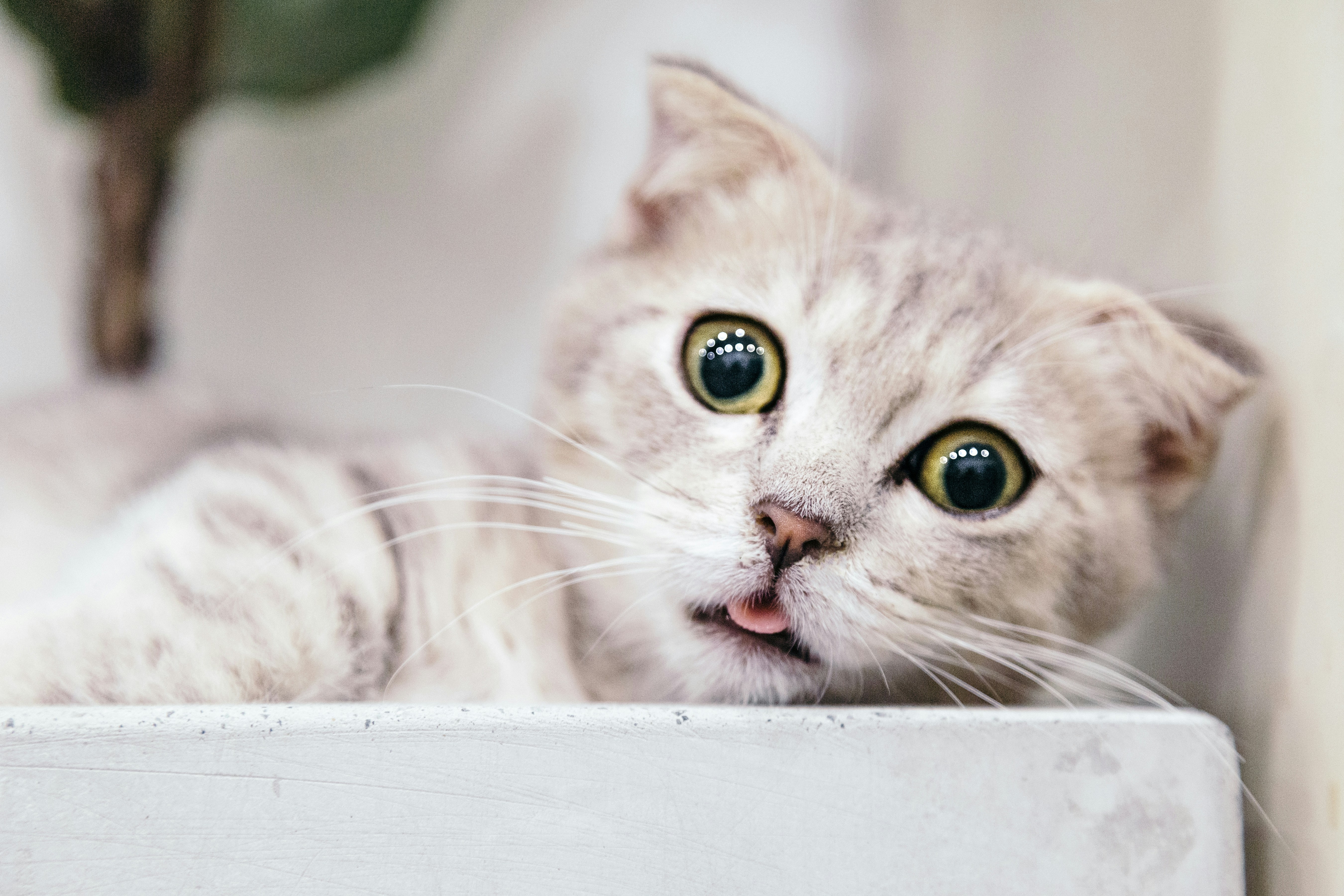 Gatto Scottish Fold grigio che sbuca da una mensola