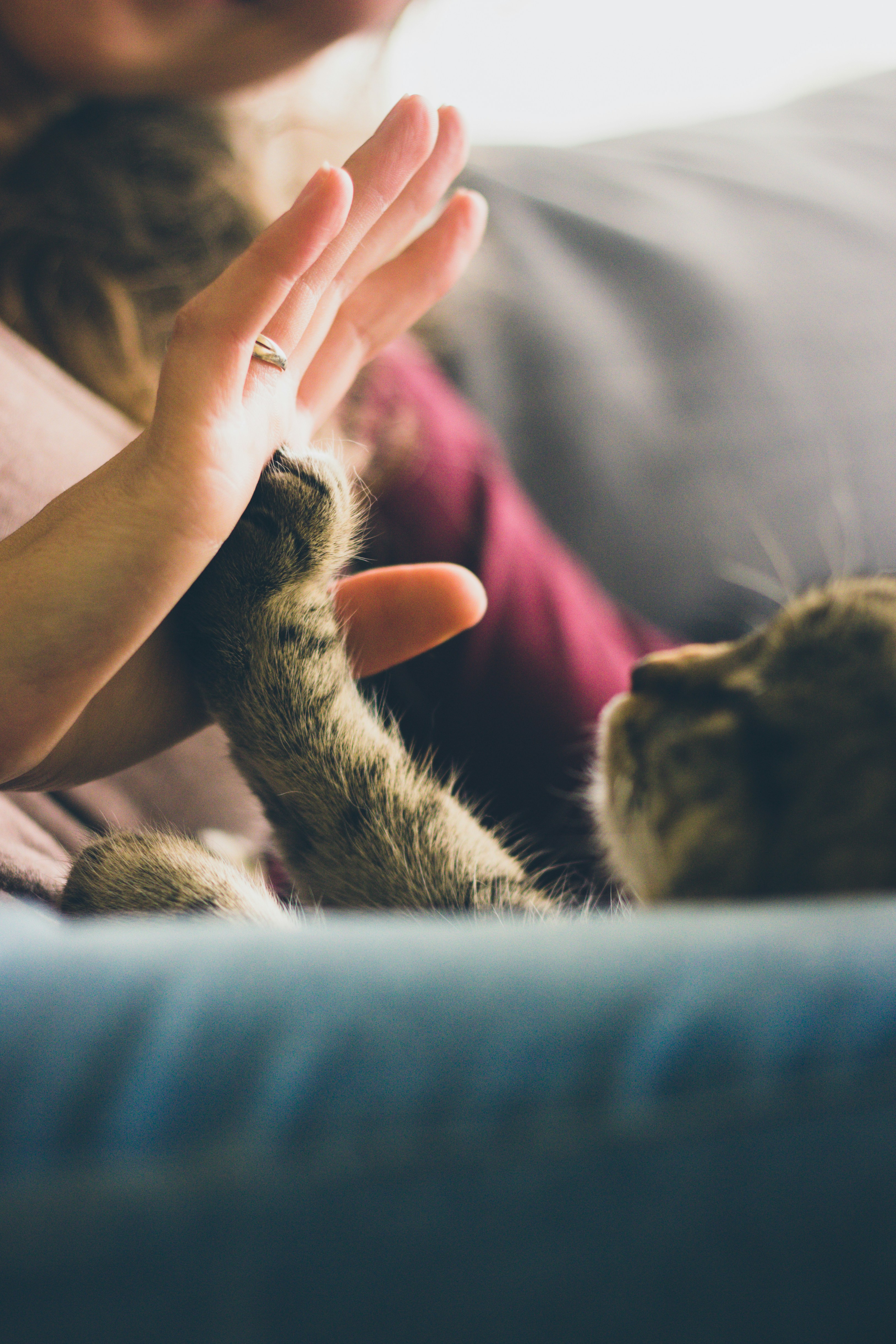 Zampa di gatto che tocca la mano umana — come tagliare le unghie al gatto